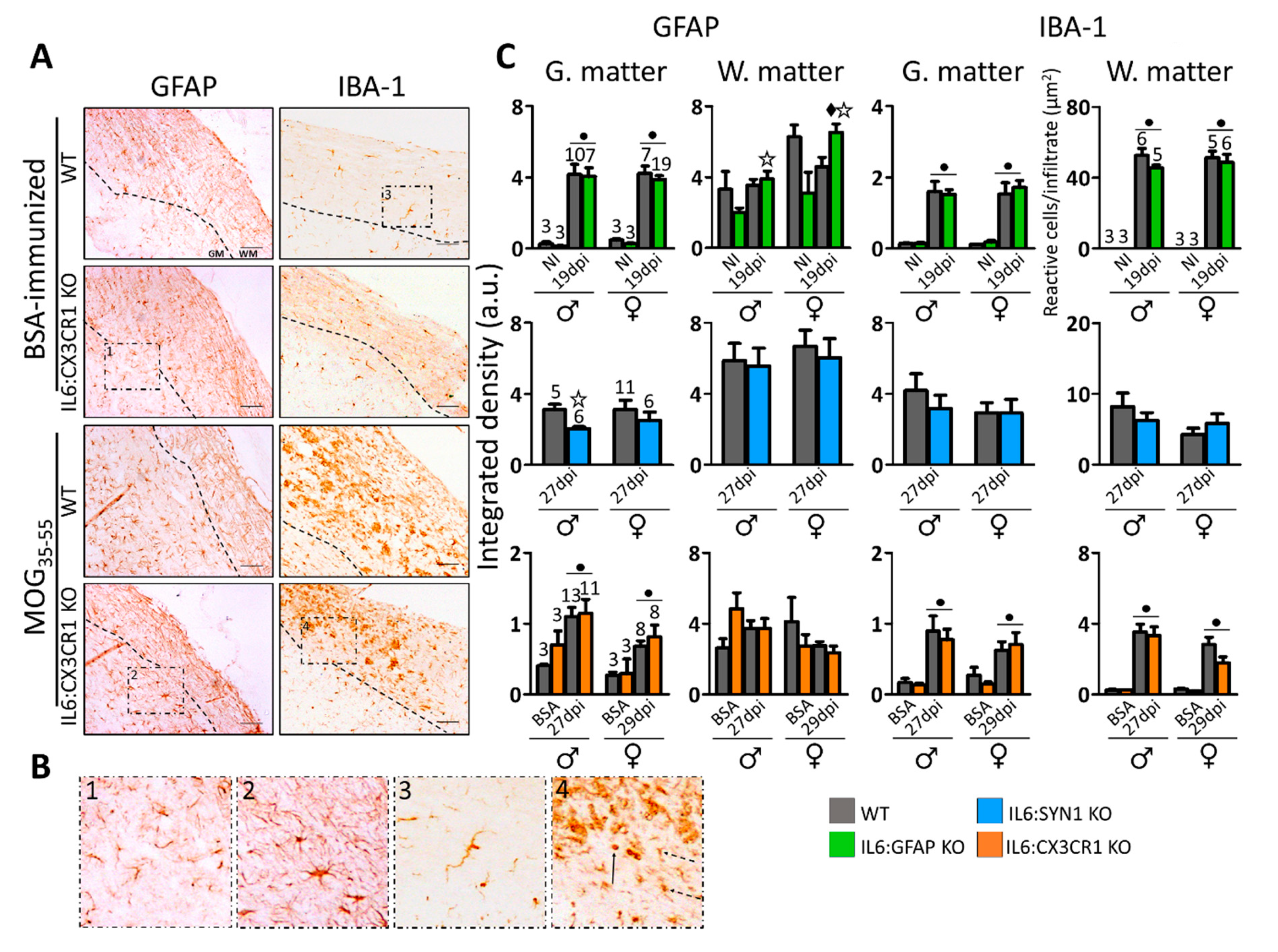 Cells 09 00330 g004 Cells 09 00330 g004