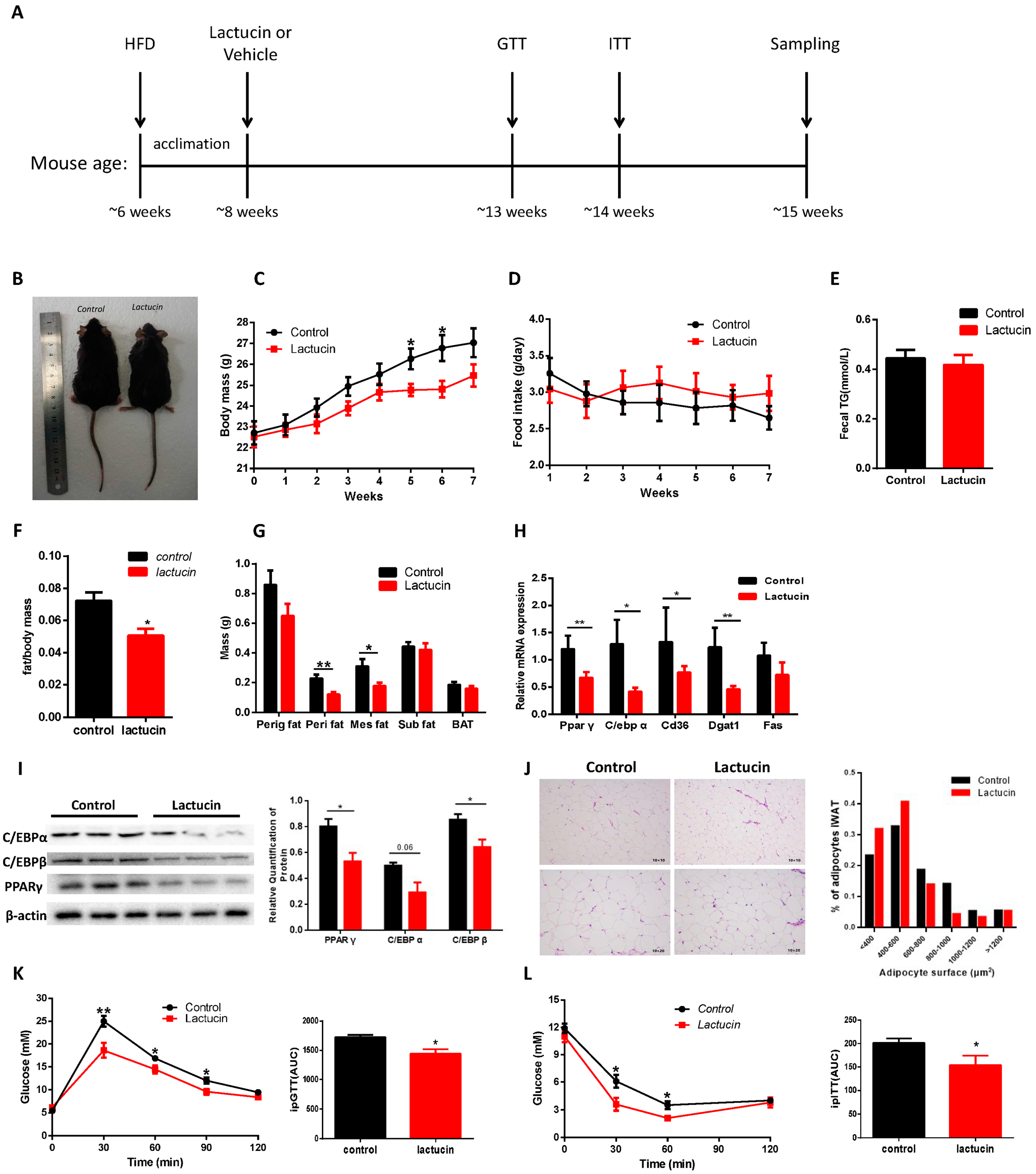Cells 09 00331 g001 Cells 09 00331 g001