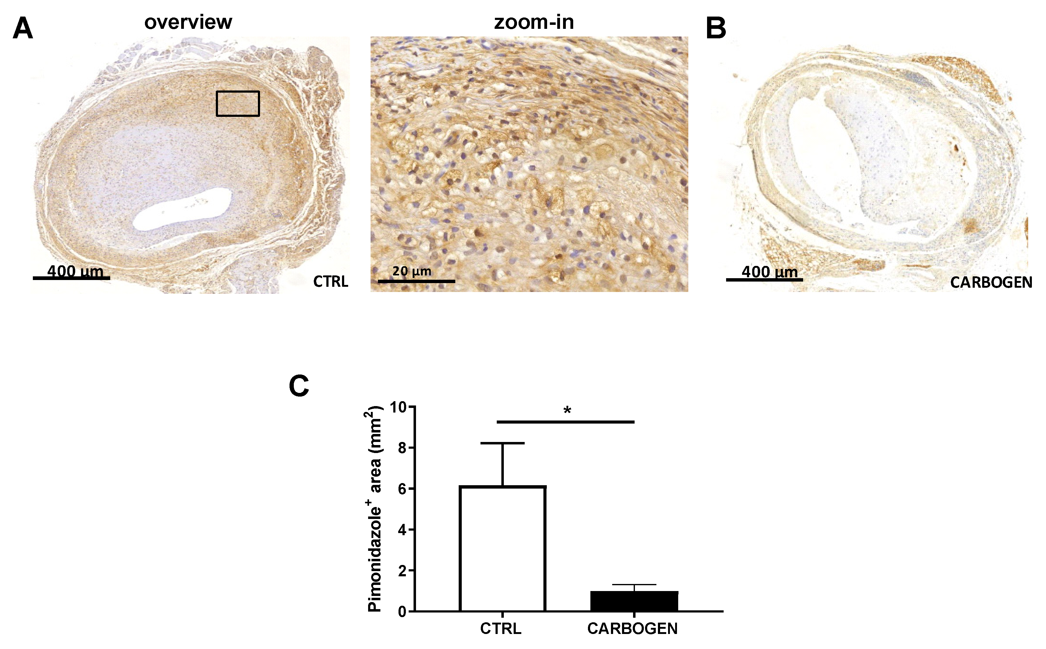 Cells 09 00336 g001 Cells 09 00336 g001