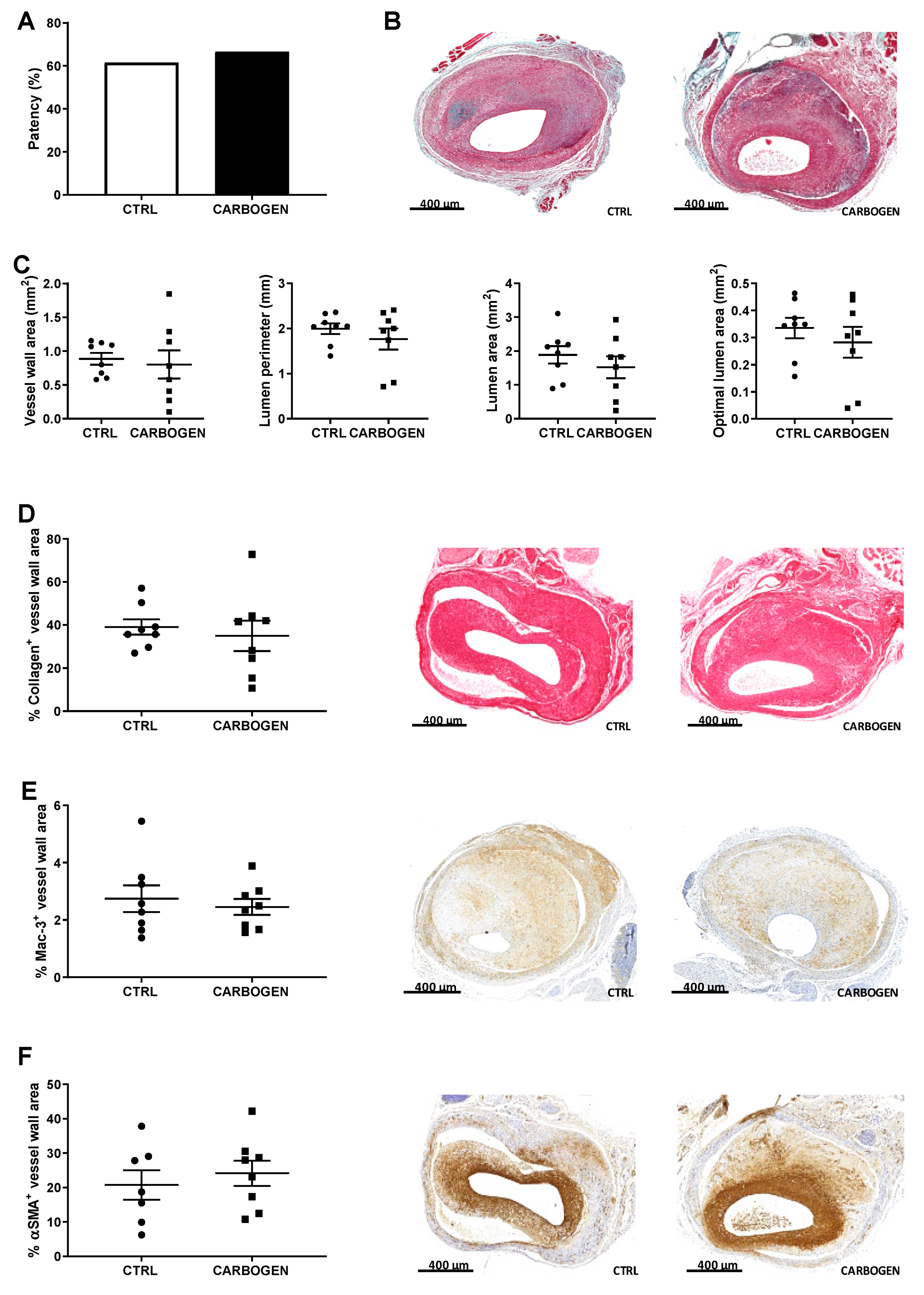 Cells 09 00336 g002 Cells 09 00336 g002
