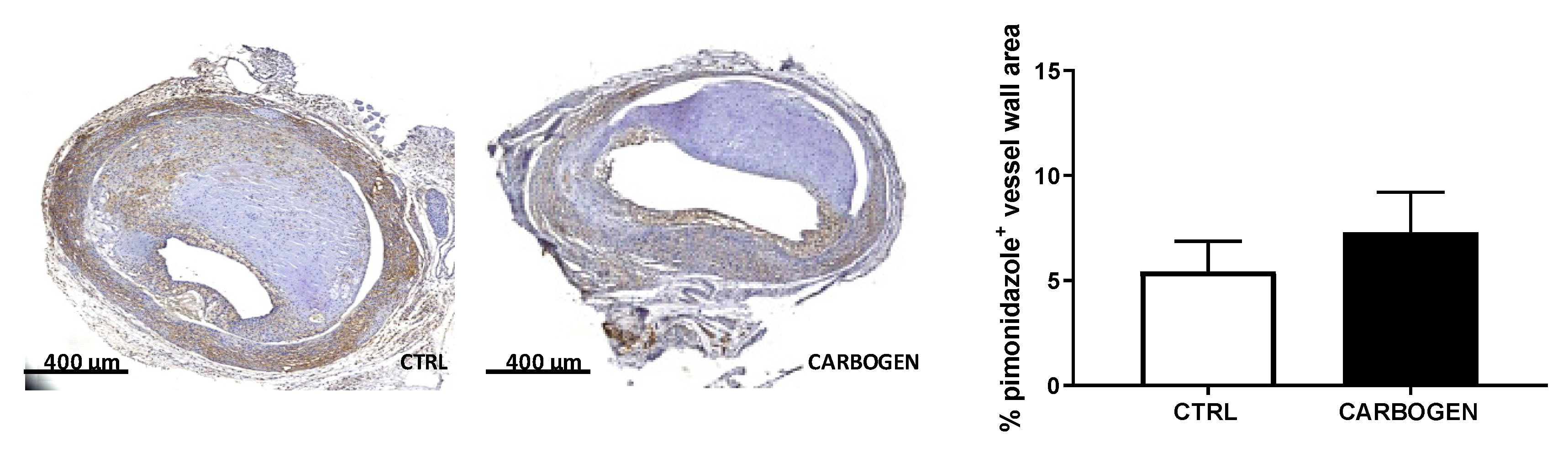Cells 09 00336 g003 Cells 09 00336 g003