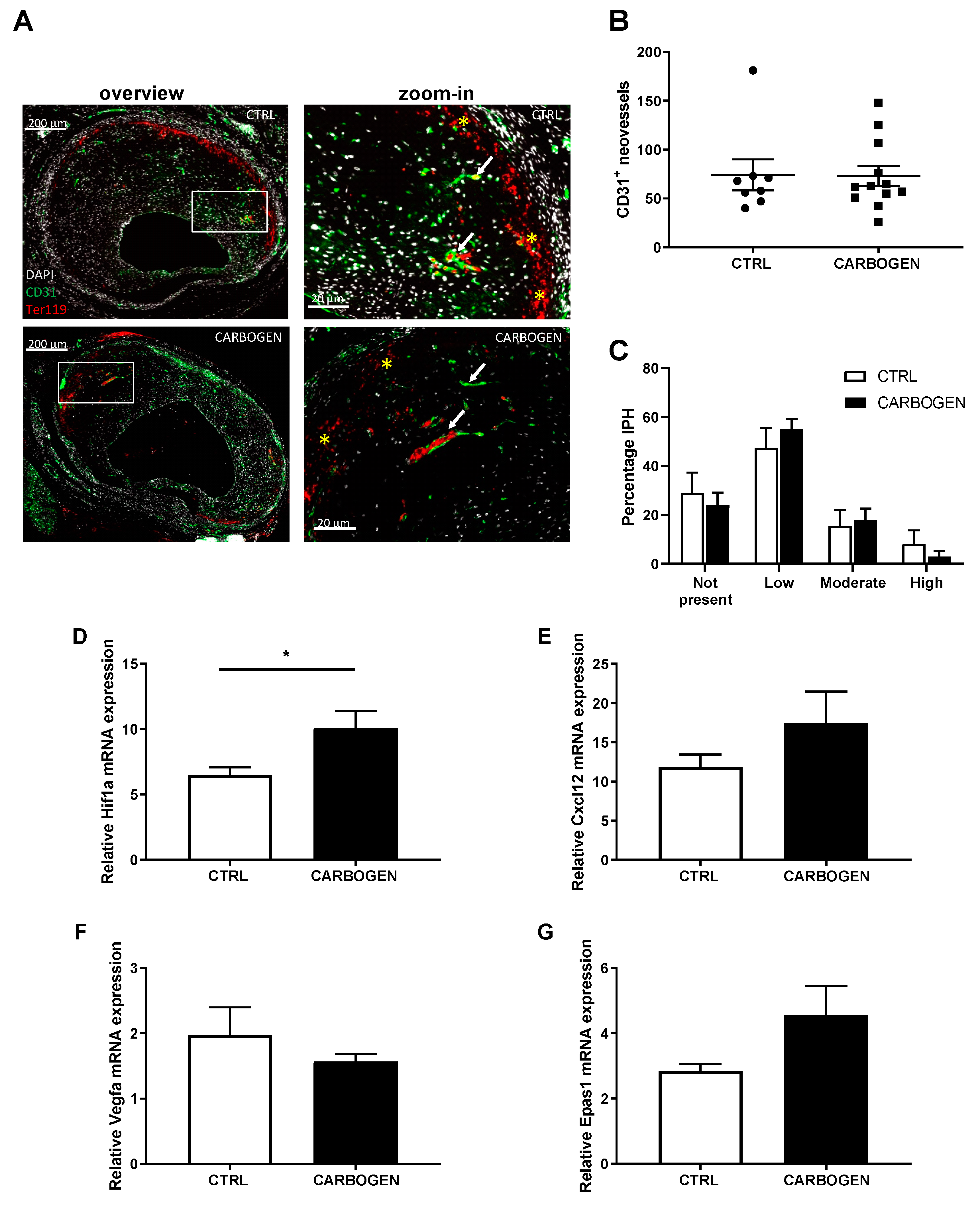 Cells 09 00336 g005 Cells 09 00336 g005