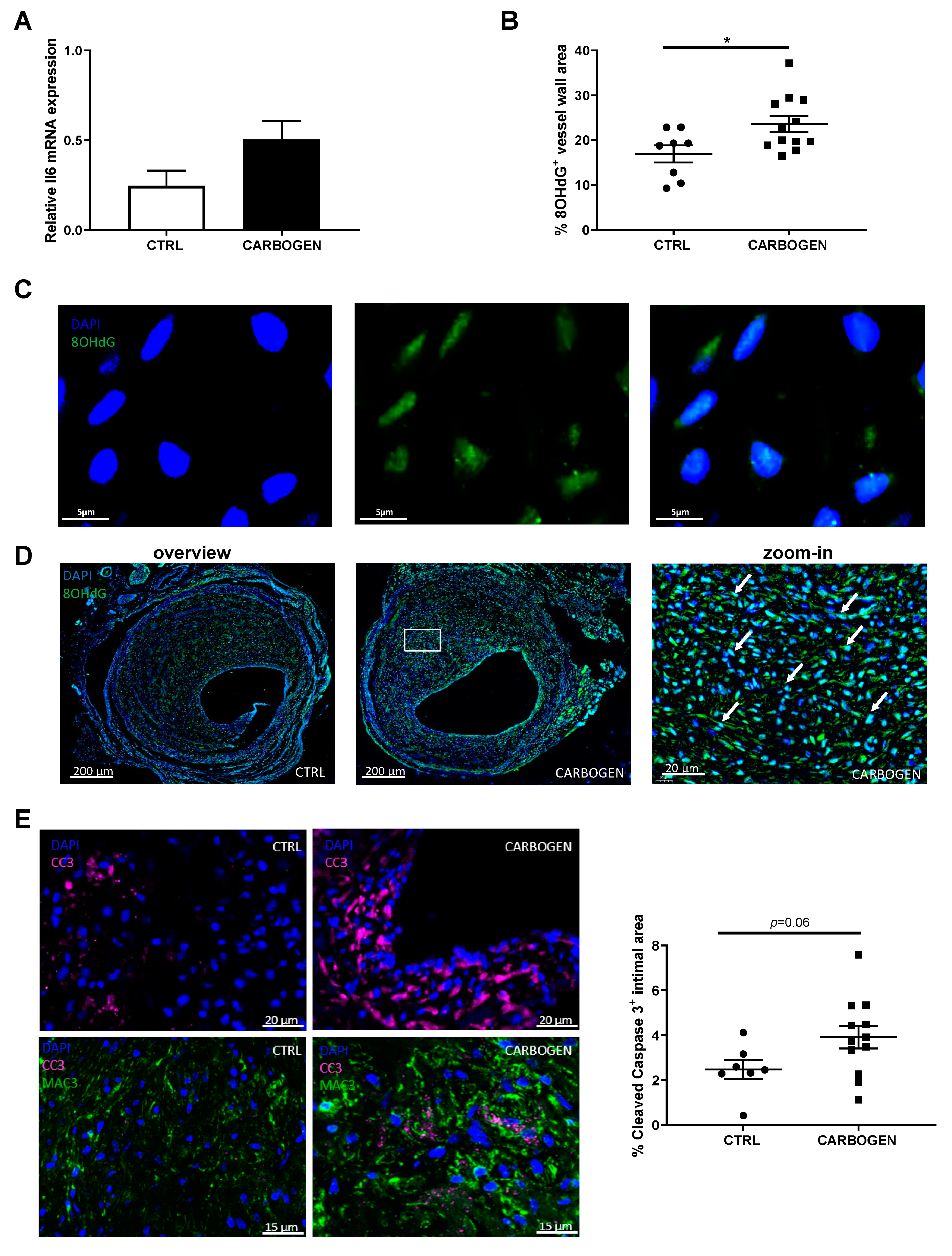 Cells 09 00336 g006 Cells 09 00336 g006