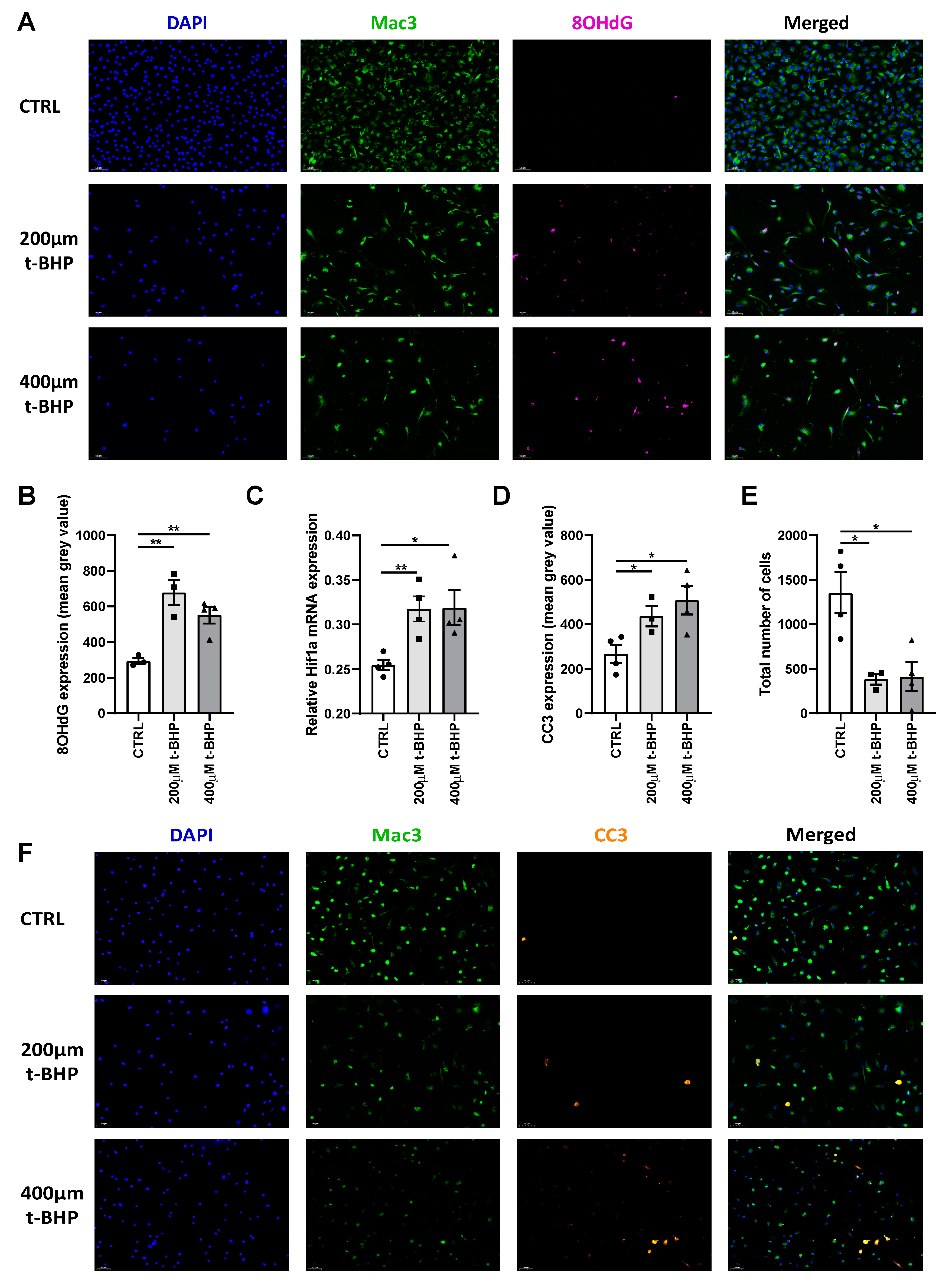 Cells 09 00336 g009 Cells 09 00336 g009
