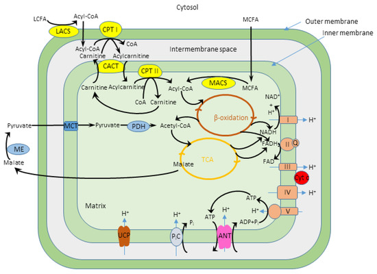 Fatty Acid Oxidation Occurs In The Mitochondrial Matrix Cells | Free Full-Text | Fatty Acid Oxidation and Mitochondrial