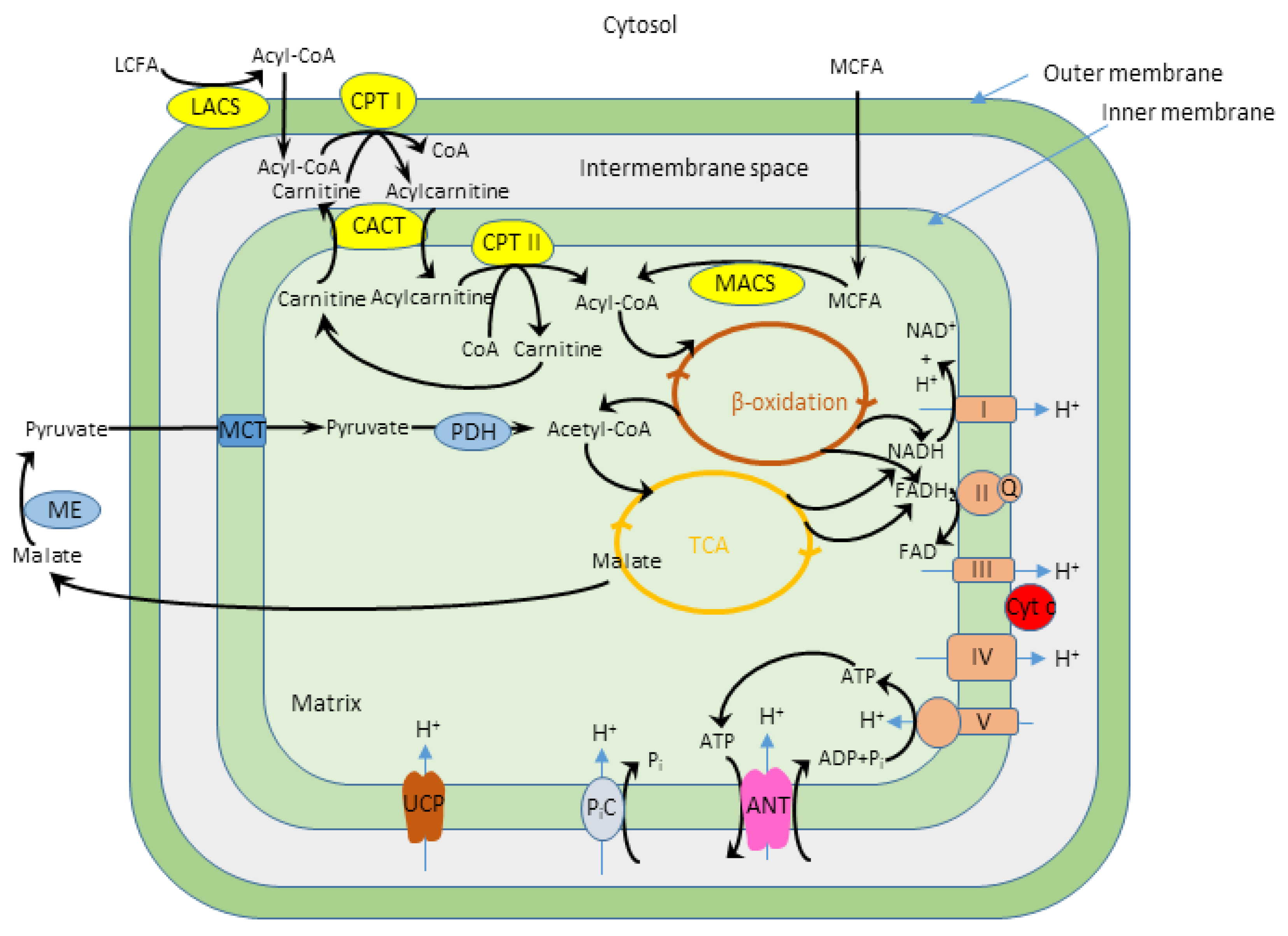 The Definitive Guide To Pyruvate Oxidation Cell Locations - 78bvtrw