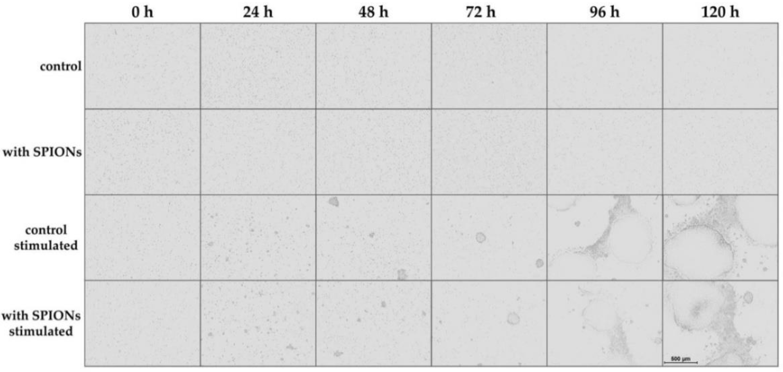 Cells 09 00342 g003 Cells 09 00342 g003