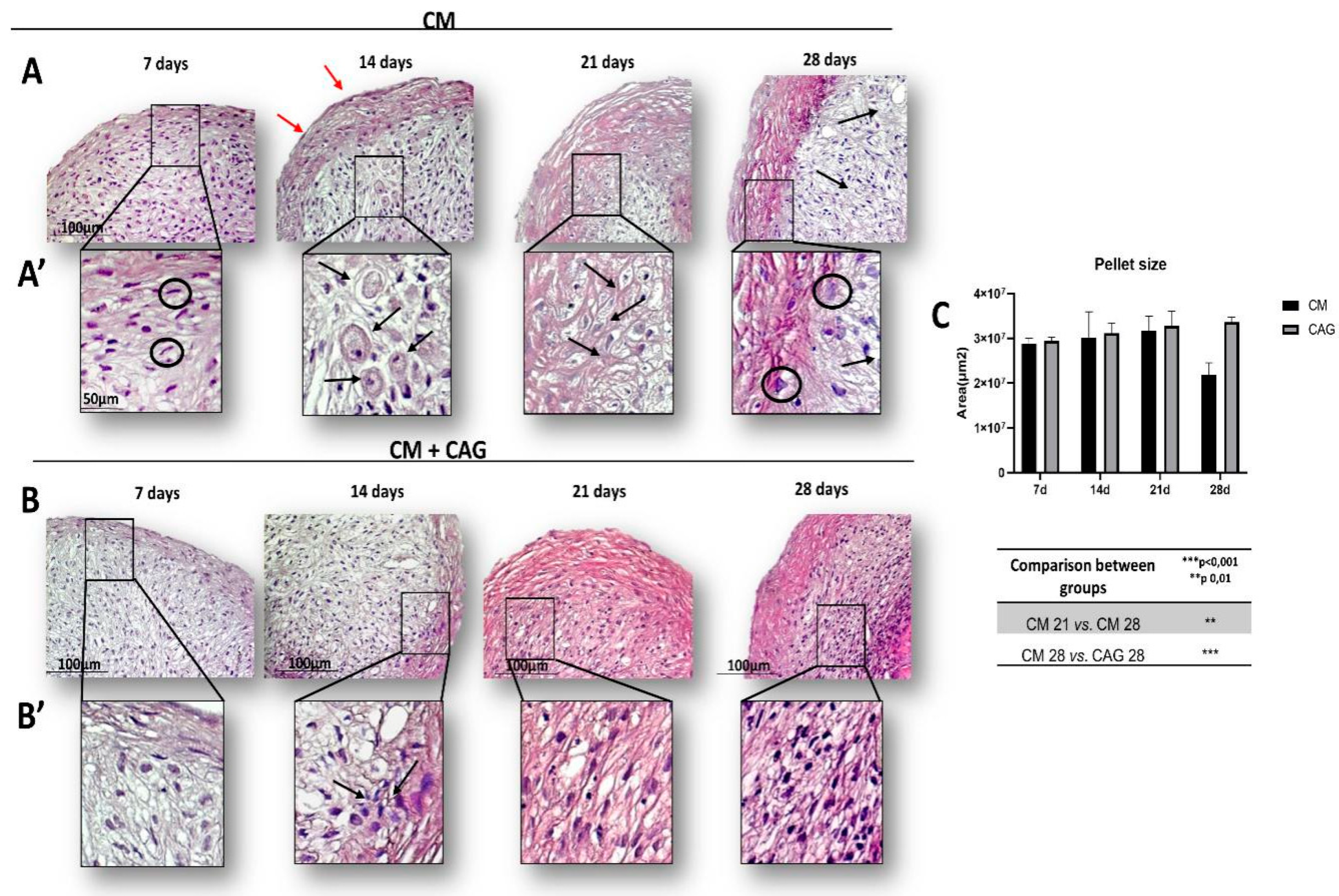Cells 09 00347 g002