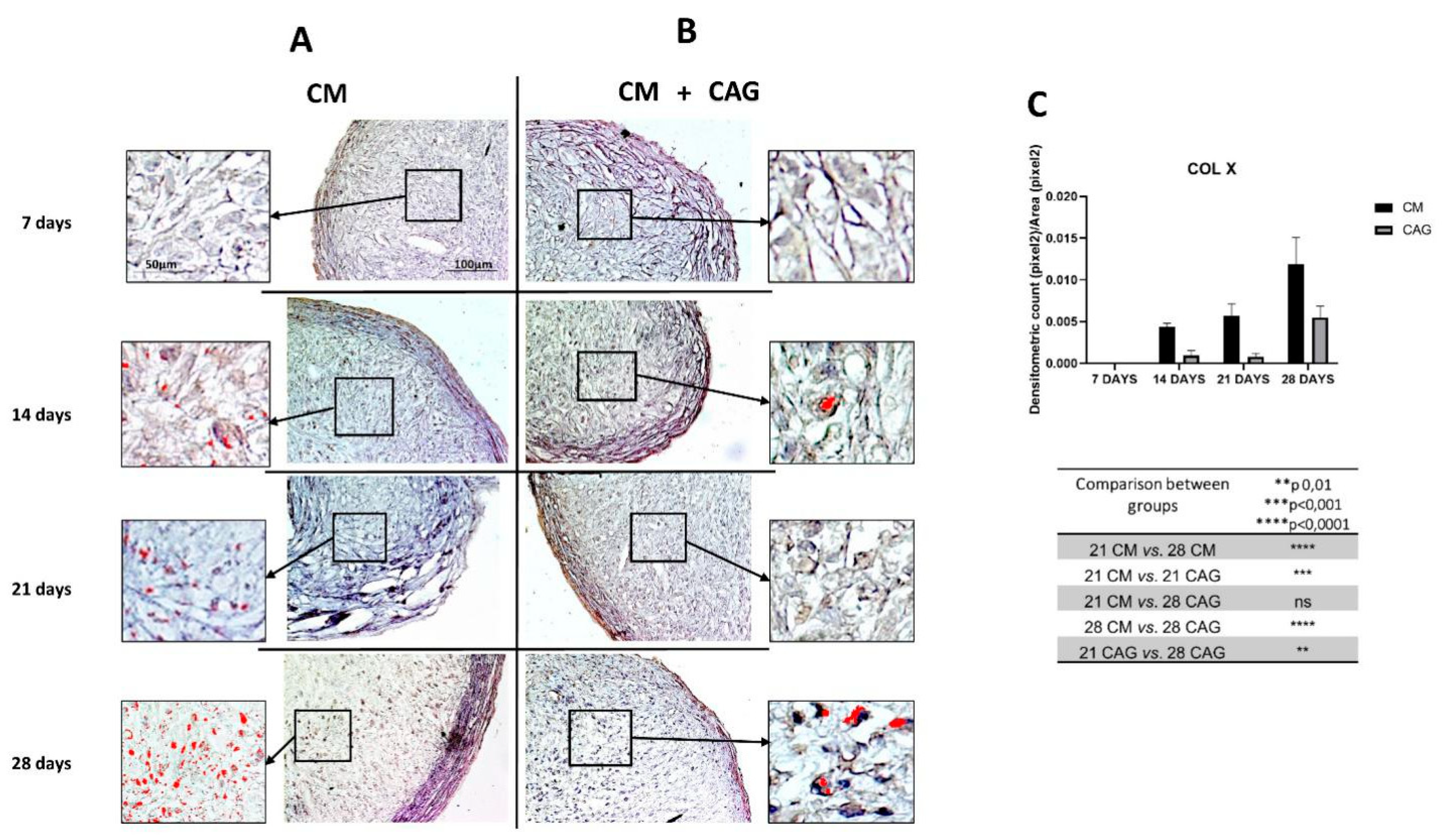 Cells 09 00347 g007