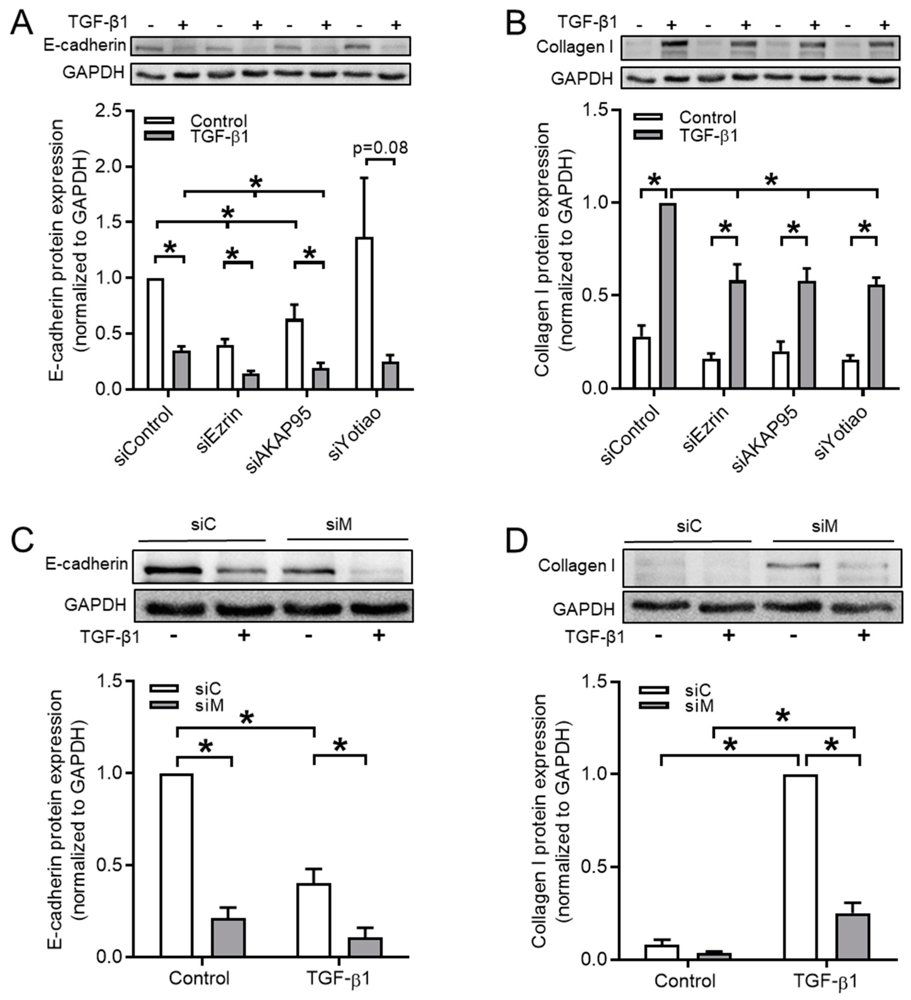 Cells 09 00356 g005 Cells 09 00356 g005