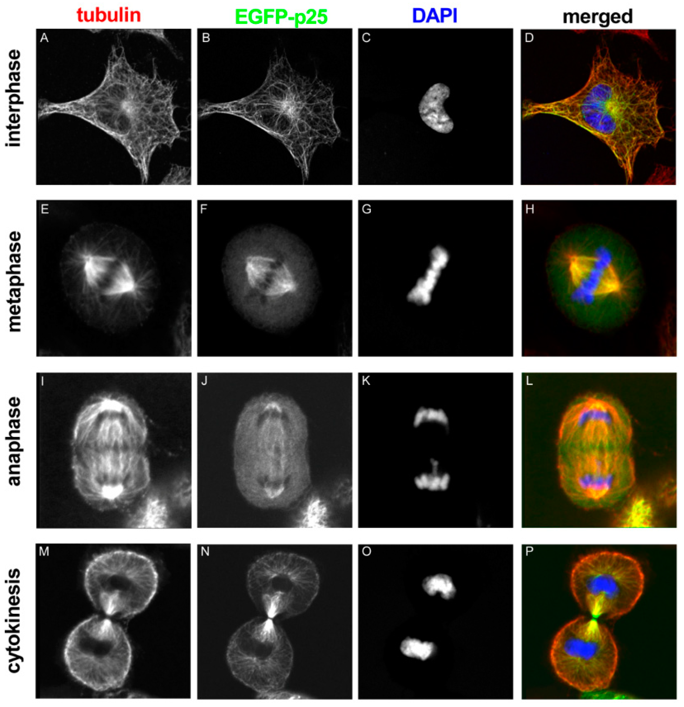 Cells 09 00357 g003