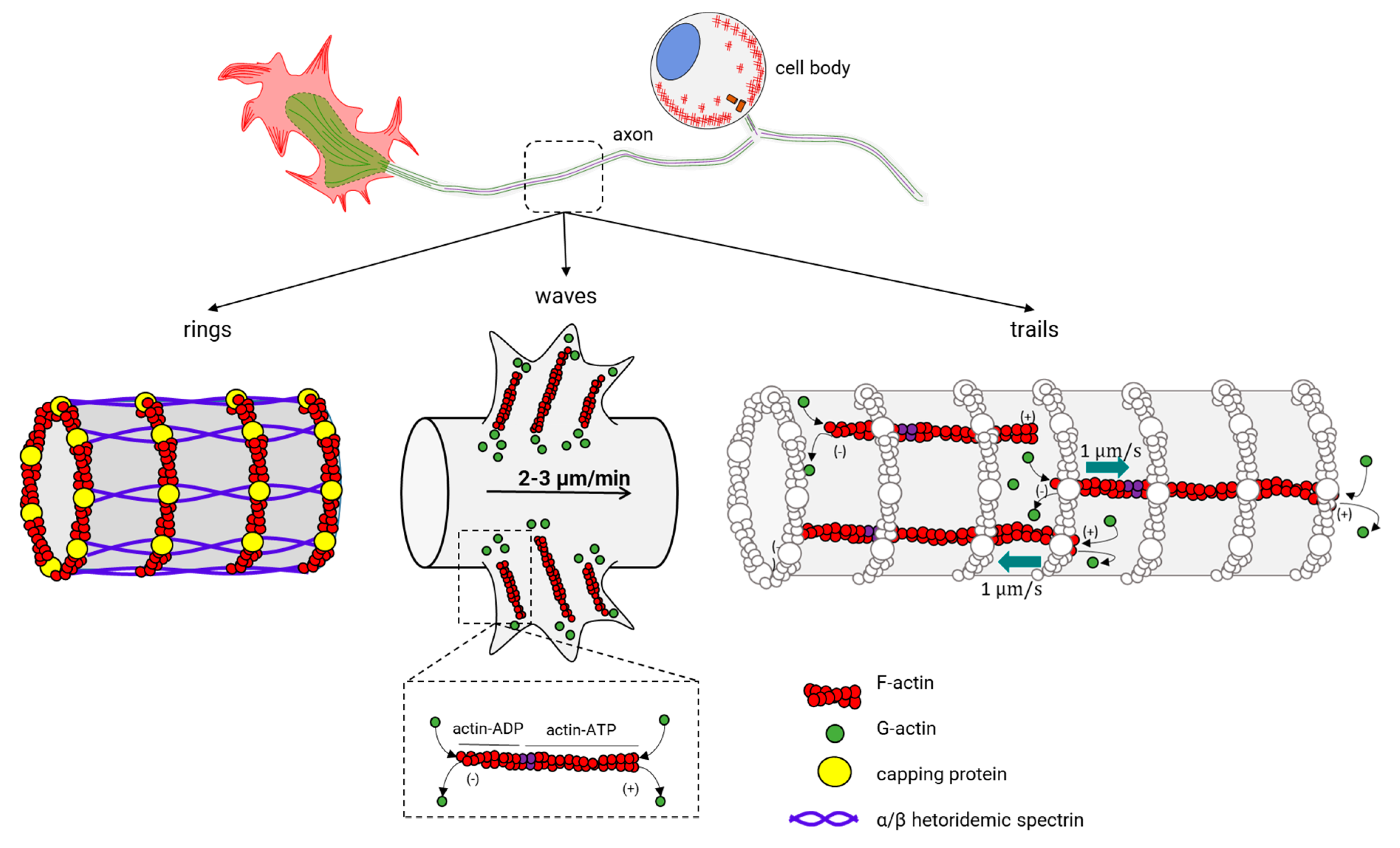 Cells | Free Full-Text | Much More Than a Scaffold: Cytoskeletal