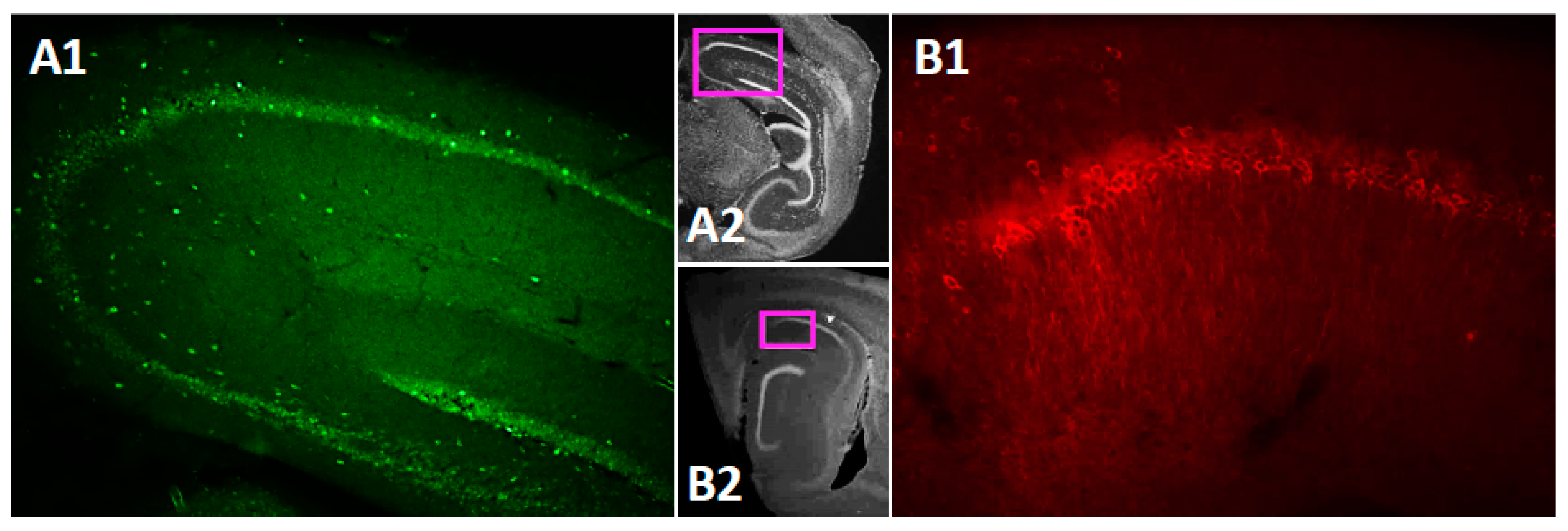 Cells 09 00365 g001