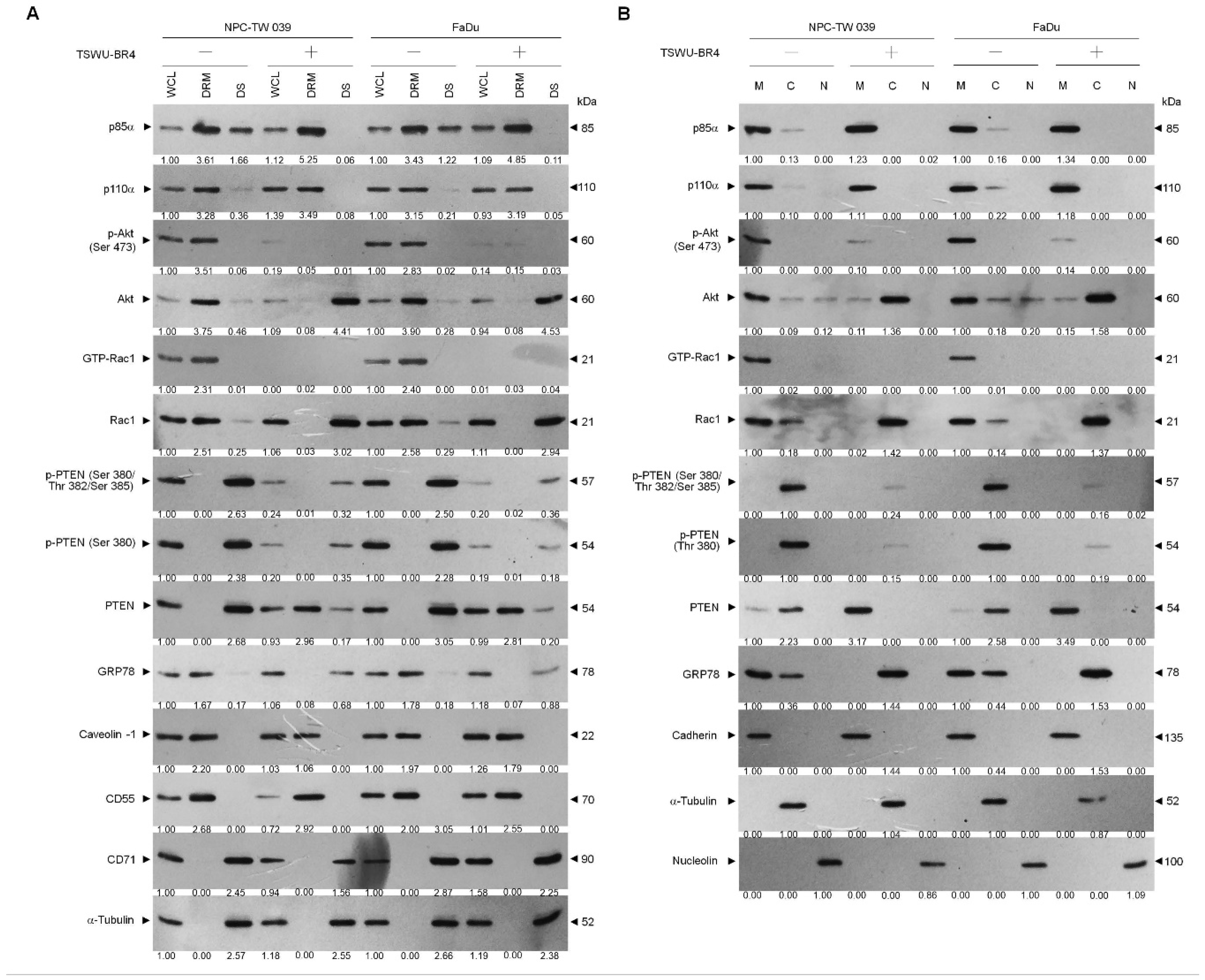Cells 09 00371 g002 Cells 09 00371 g002