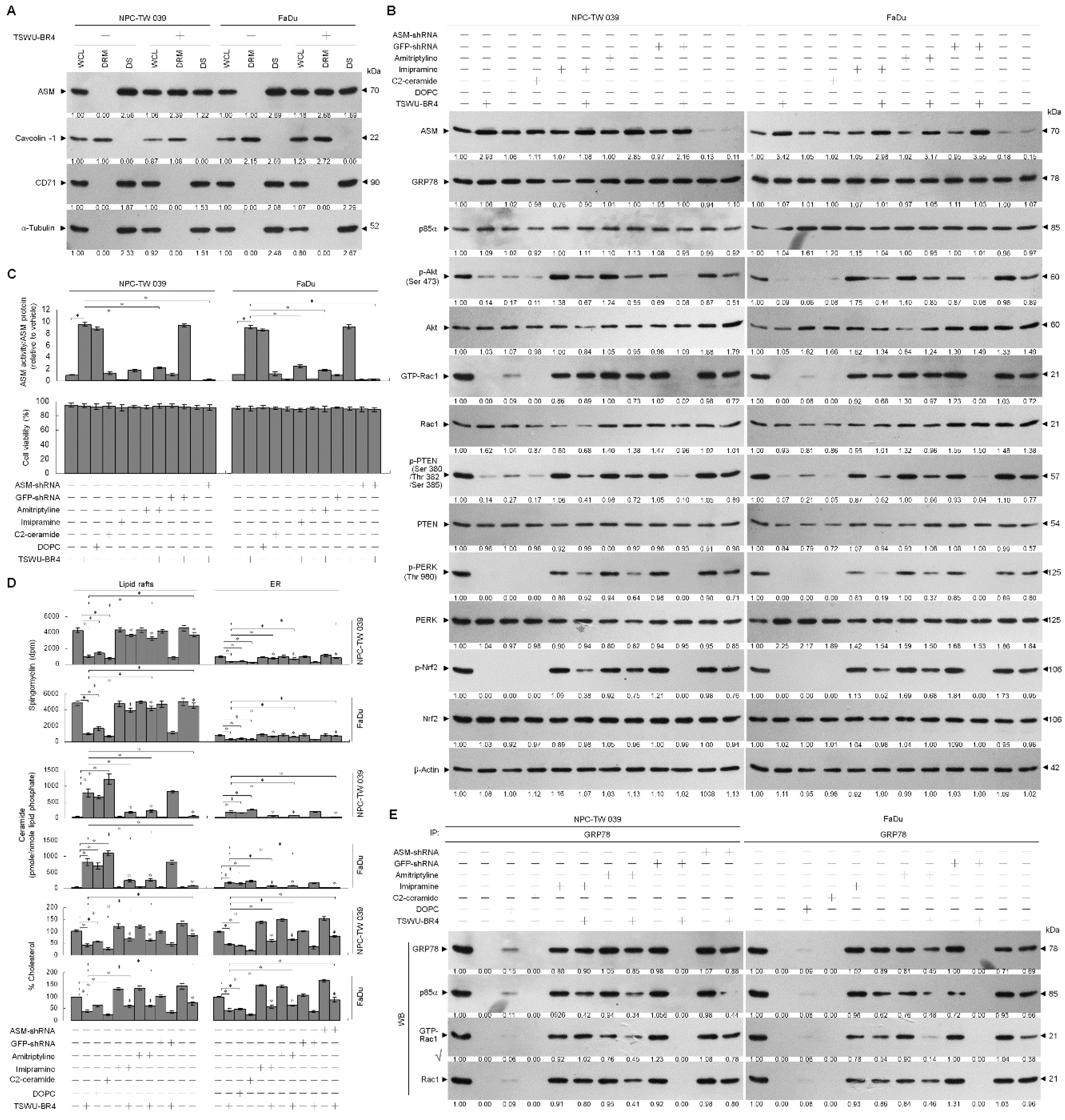 Cells 09 00371 g005a Cells 09 00371 g005a