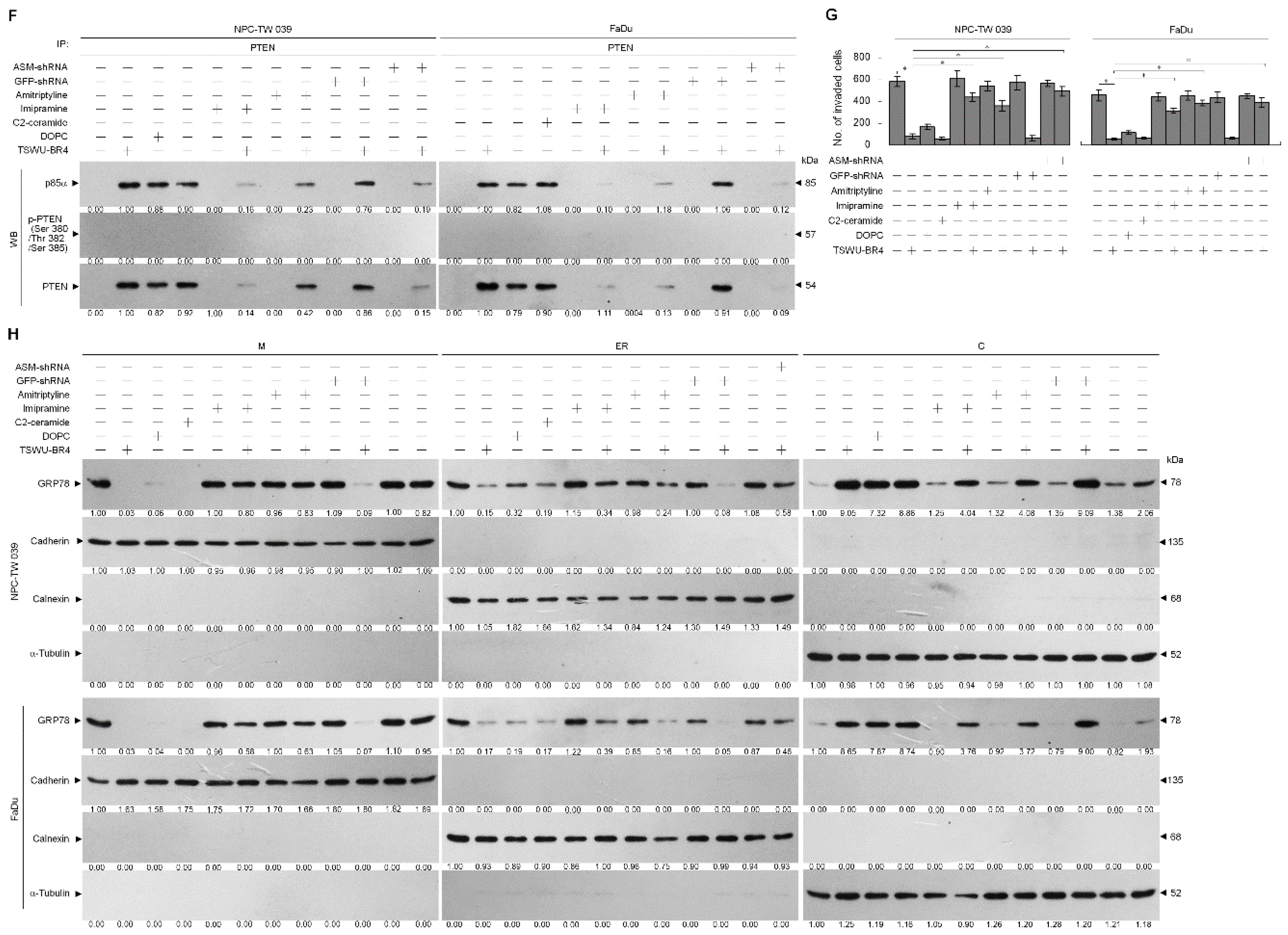 Cells 09 00371 g005b Cells 09 00371 g005b