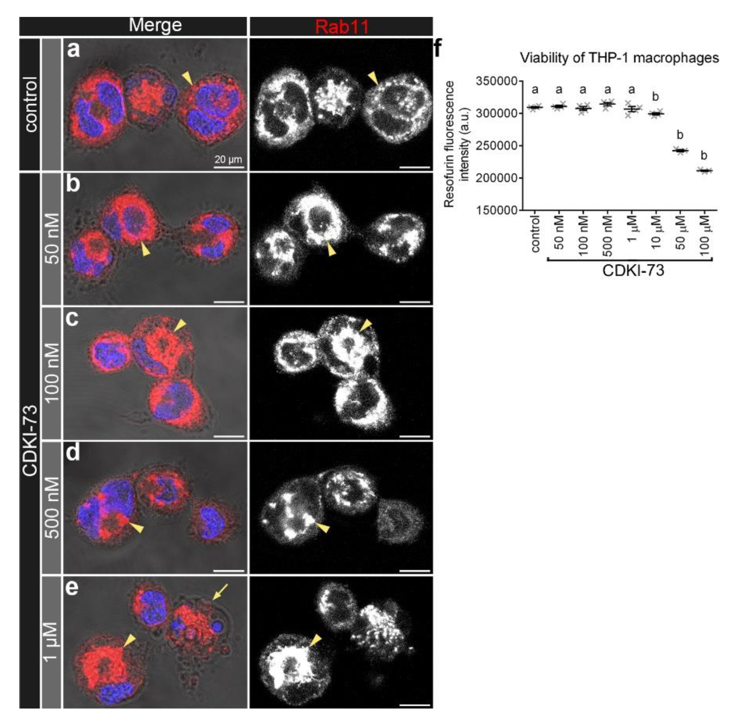 Cells 09 00372 g007 Cells 09 00372 g007
