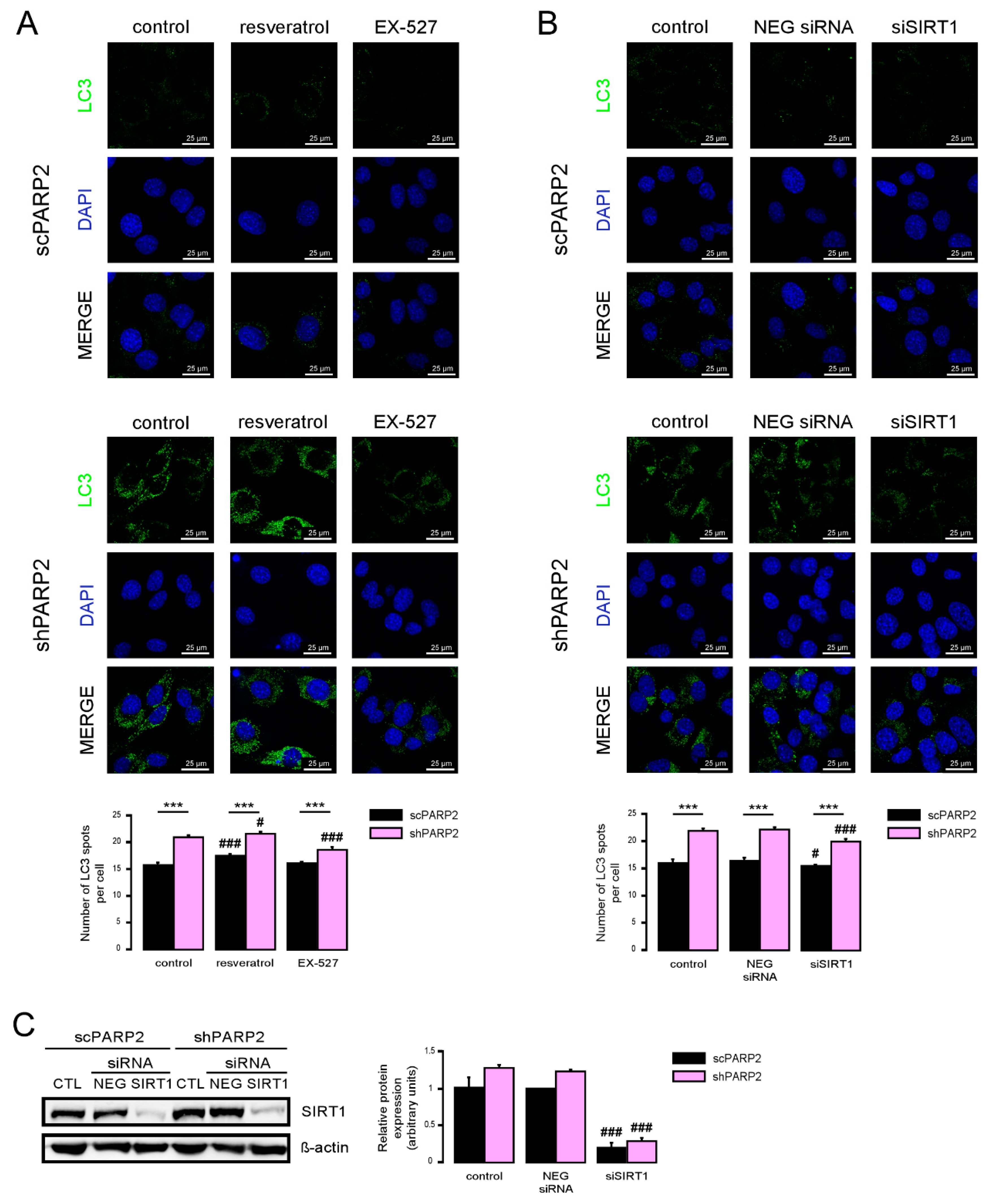 Cells 09 00380 g007 Cells 09 00380 g007