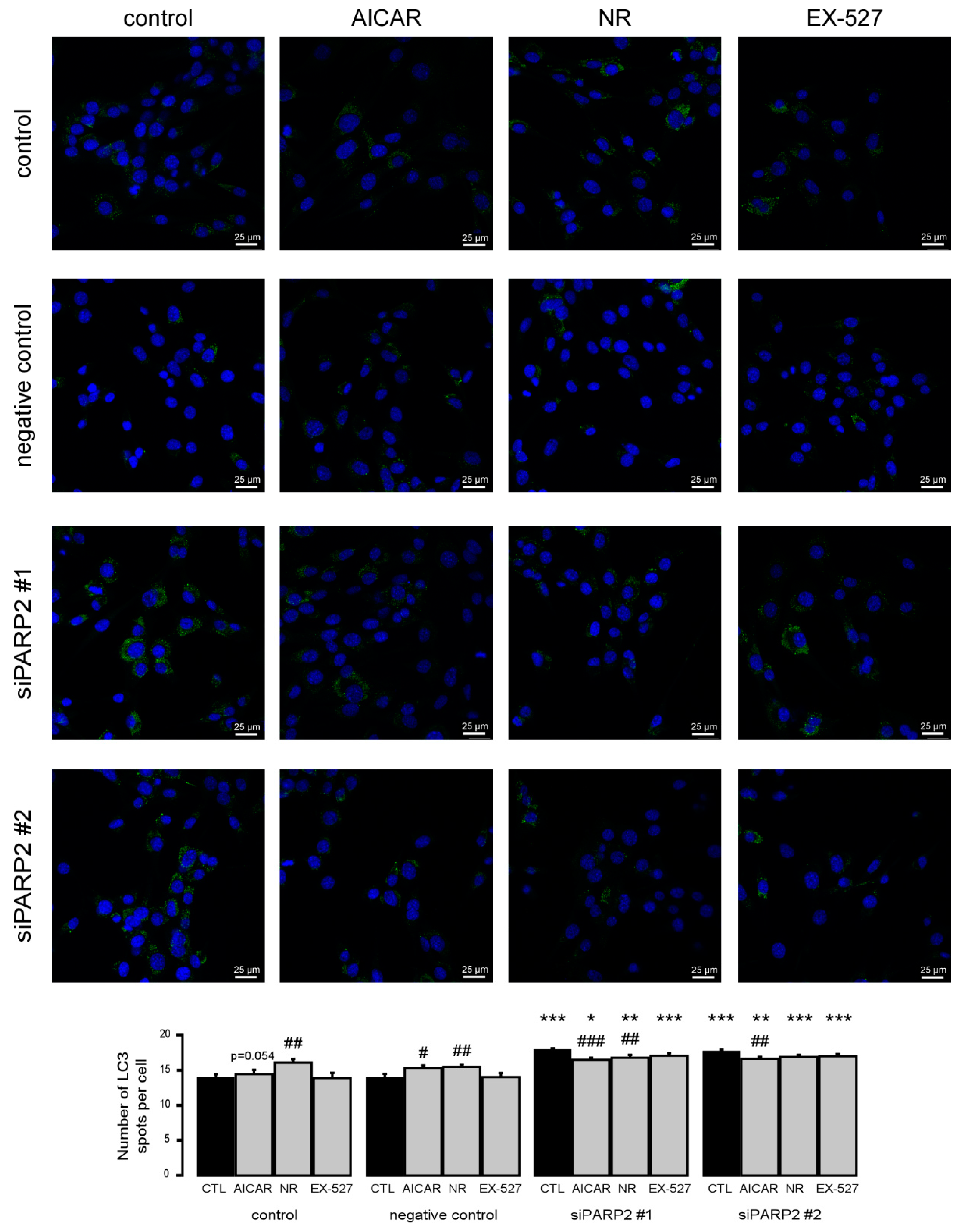 Cells 09 00380 g008 Cells 09 00380 g008