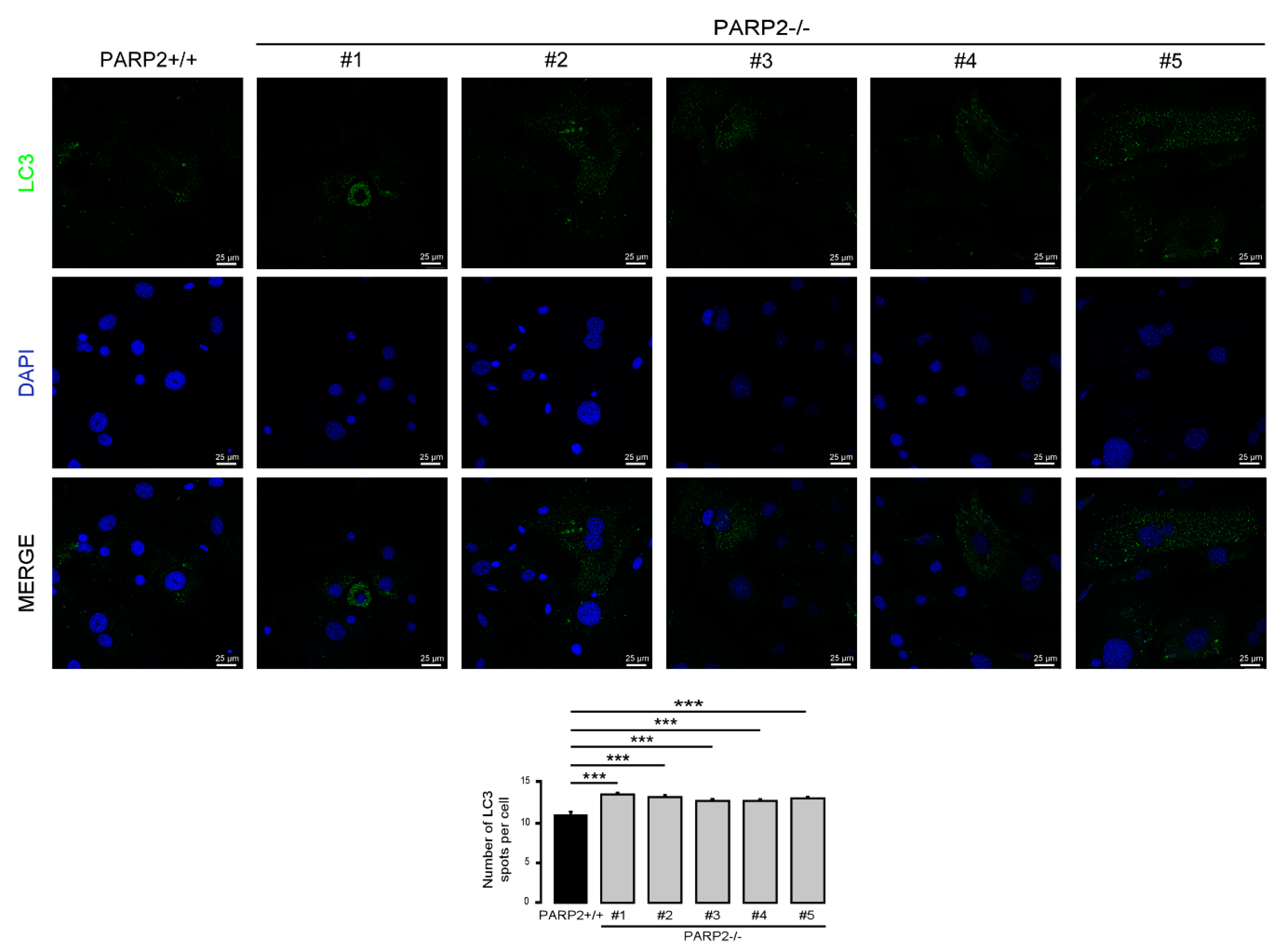 Cells 09 00380 g009 Cells 09 00380 g009