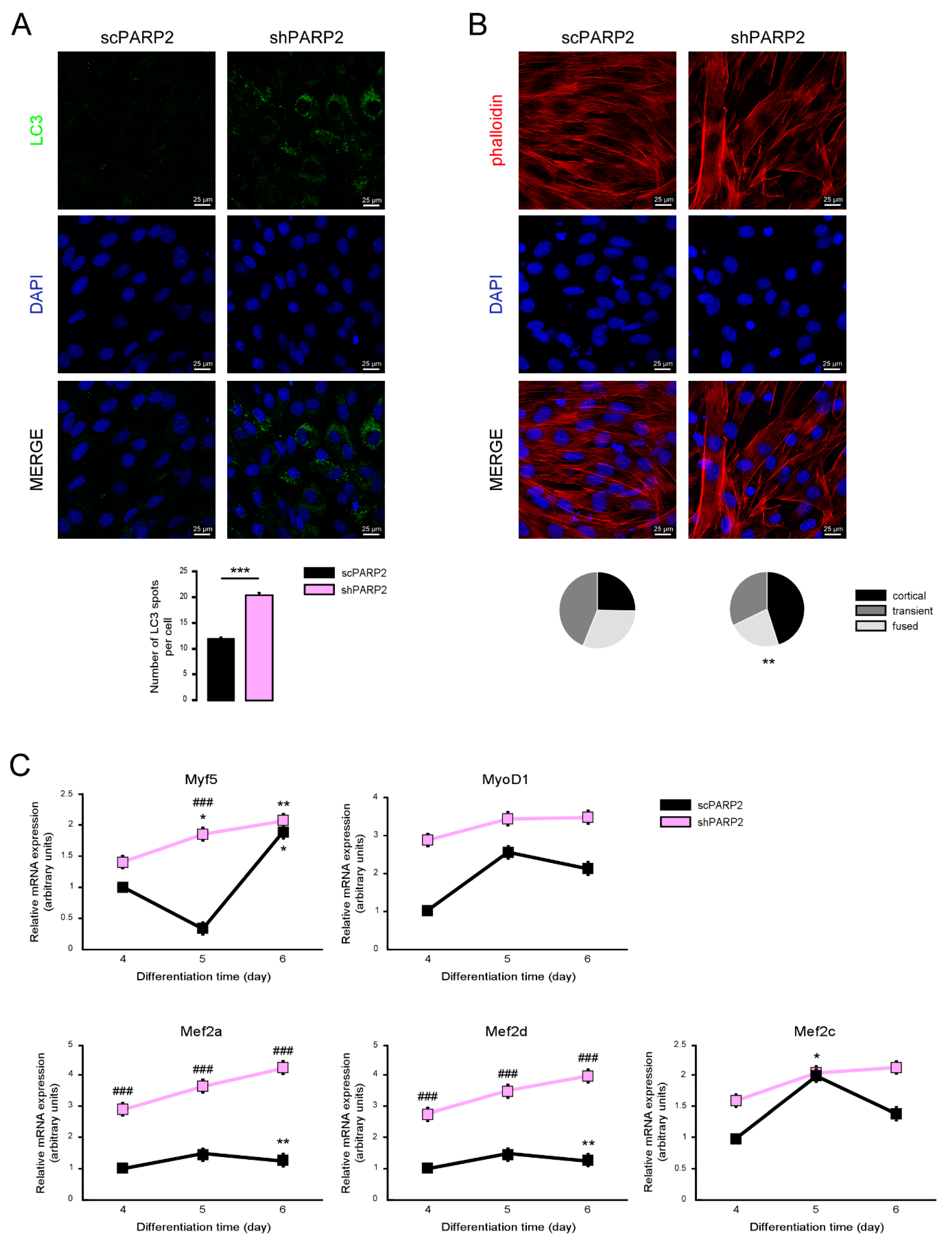 Cells 09 00380 g012 Cells 09 00380 g012