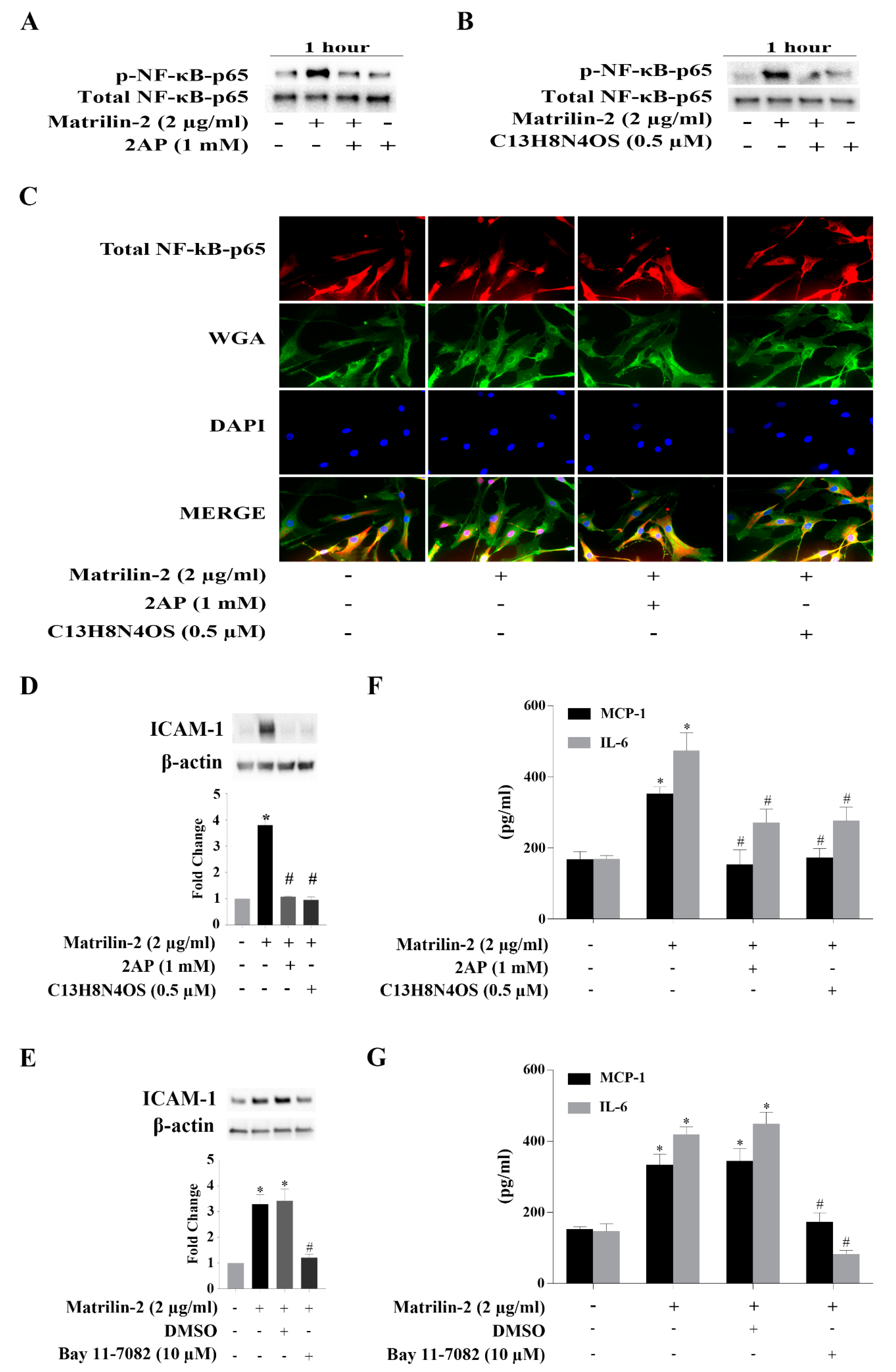 Cells 09 00385 g003 Cells 09 00385 g003