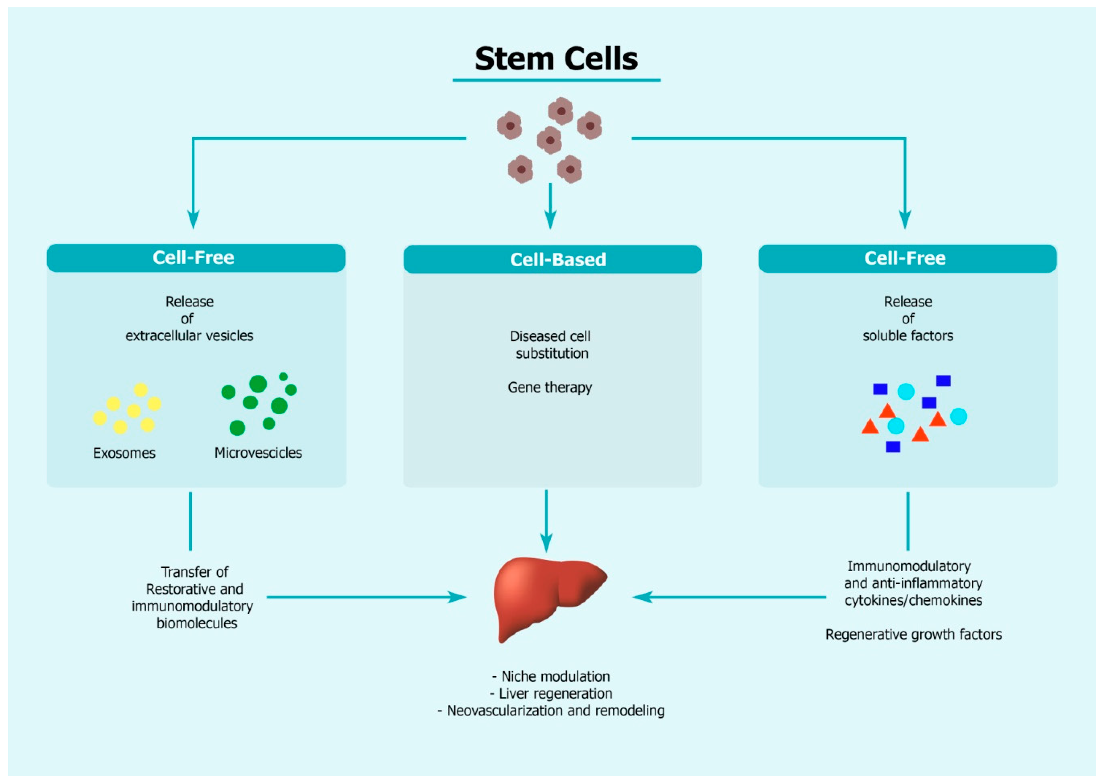 Стволовые клетки печени. Liver Cell. Стволовые клетки печени находятся в. Источники стволовых клеток печени.