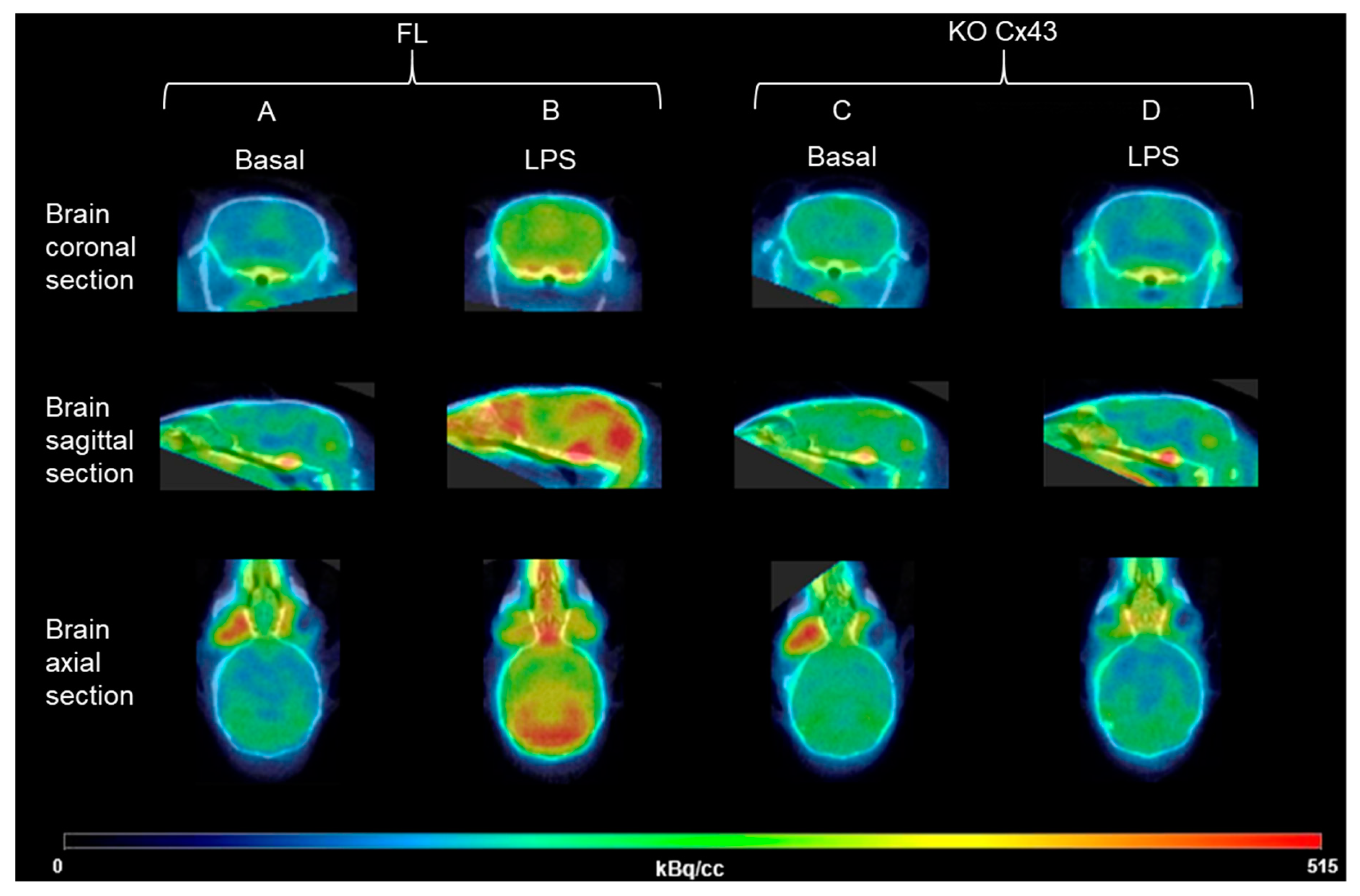 Cells 09 00389 g003 Cells 09 00389 g003