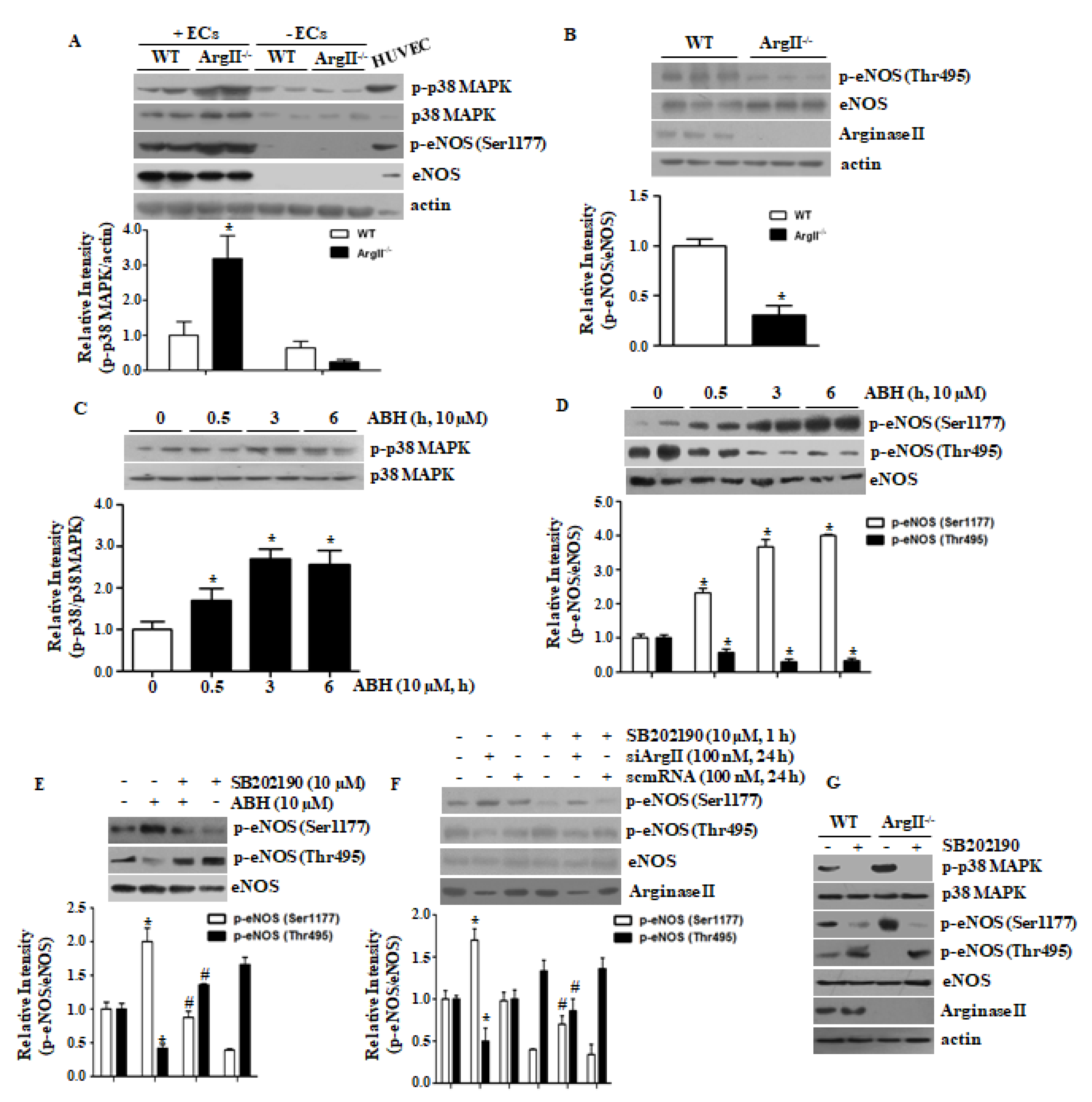Cells 09 00392 g001 Cells 09 00392 g001