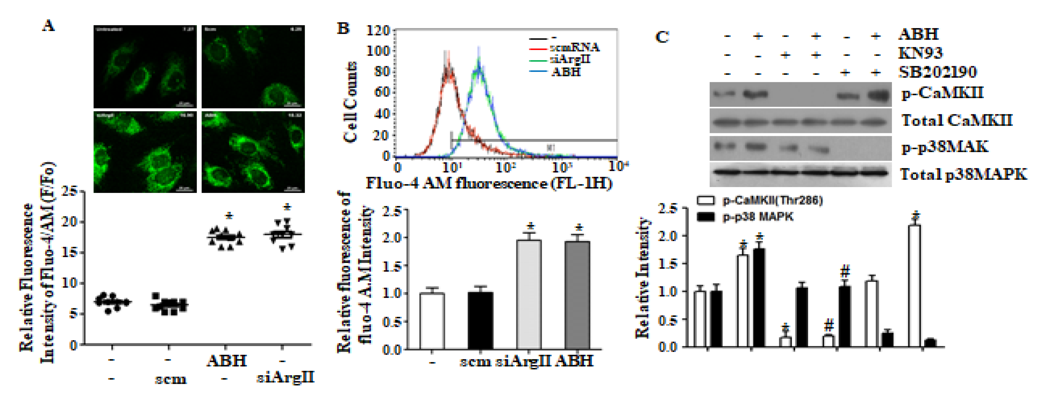 Cells 09 00392 g002 Cells 09 00392 g002
