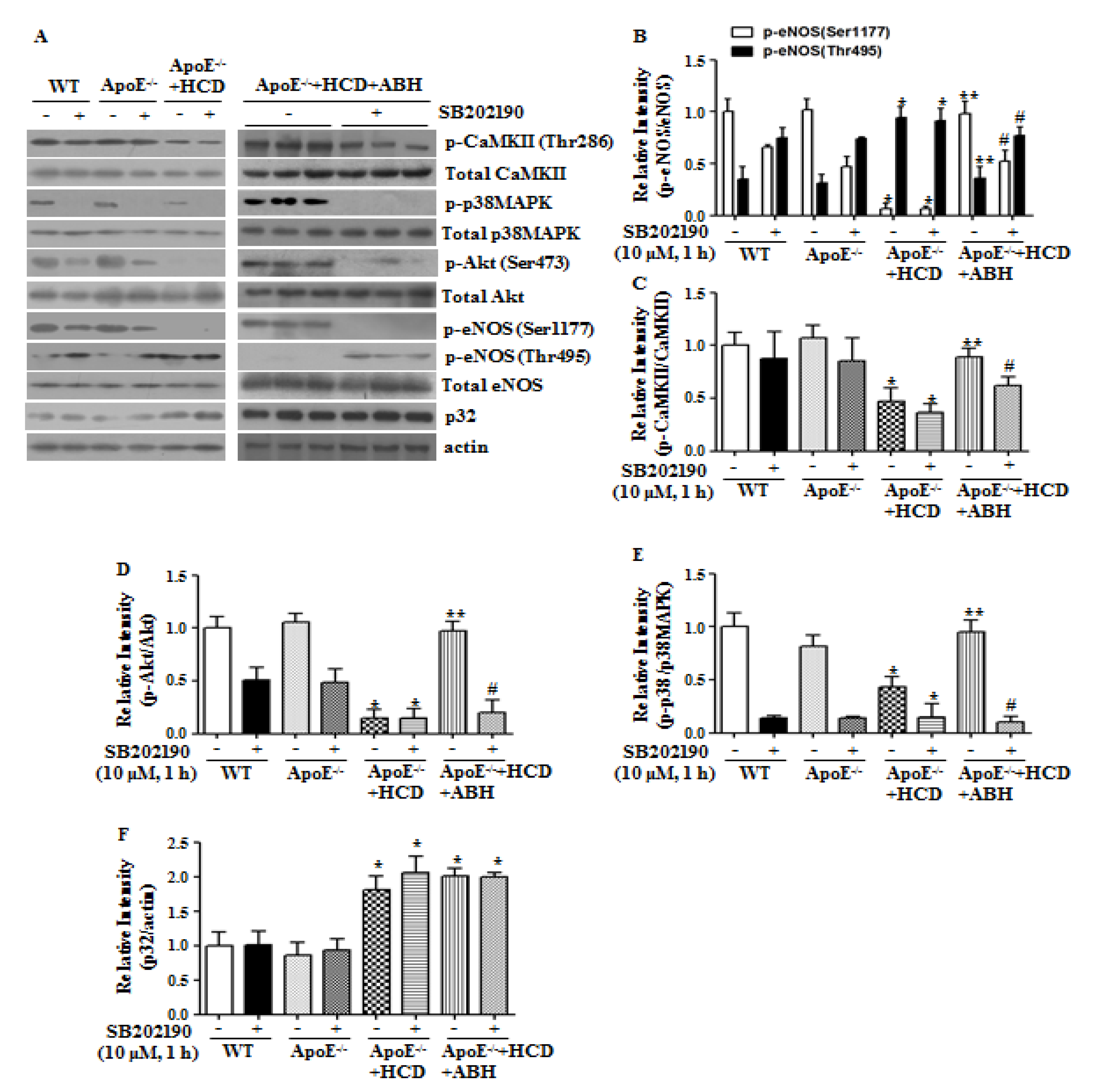 Cells 09 00392 g006 Cells 09 00392 g006