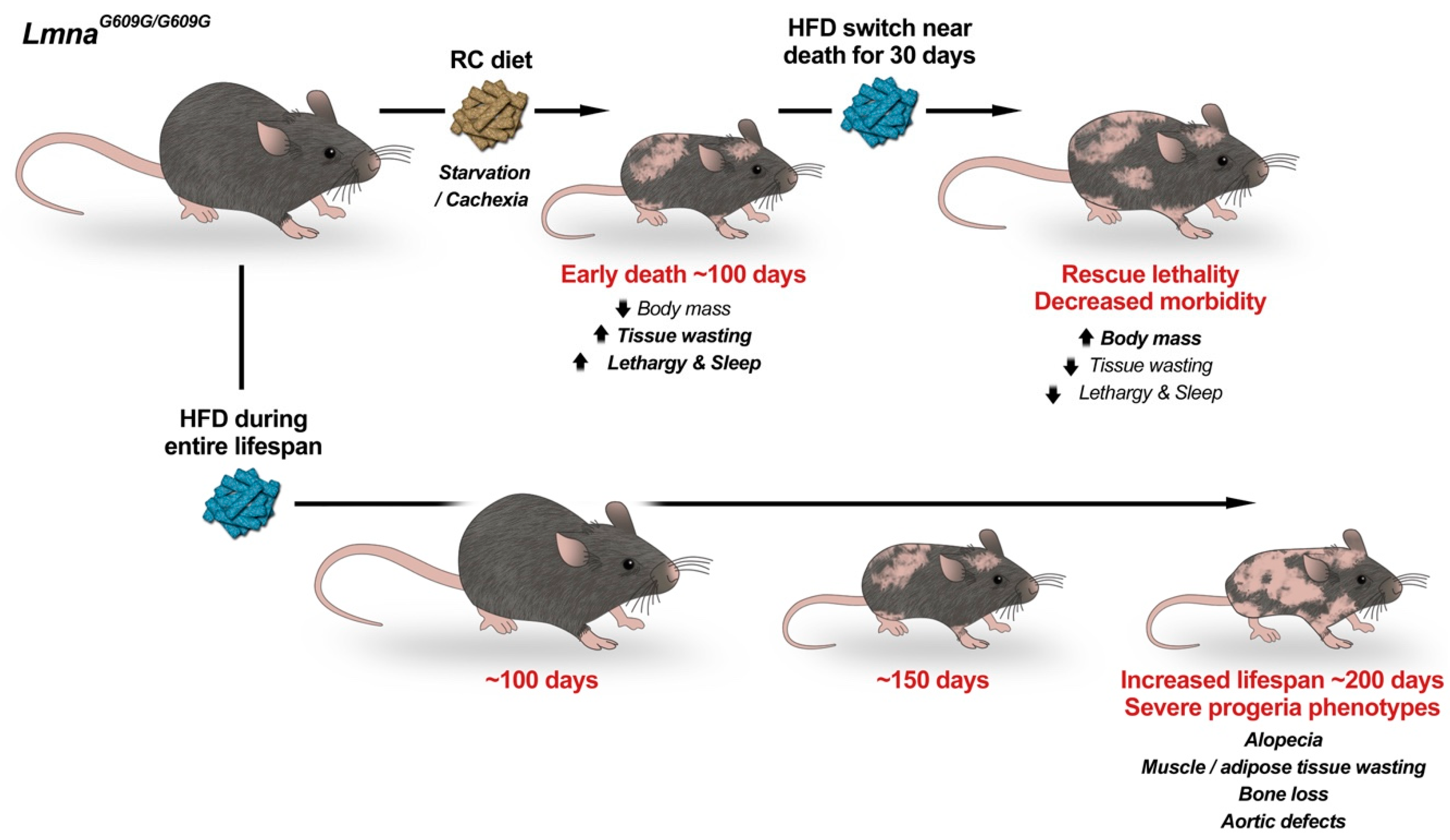Cells Free Full Text Metabolic Dysfunction In Hutchinson Gilford Progeria Syndrome Html Cells Free Full Text Metabolic Dysfunction In Hutchinson Gilford Progeria Syndrome Html