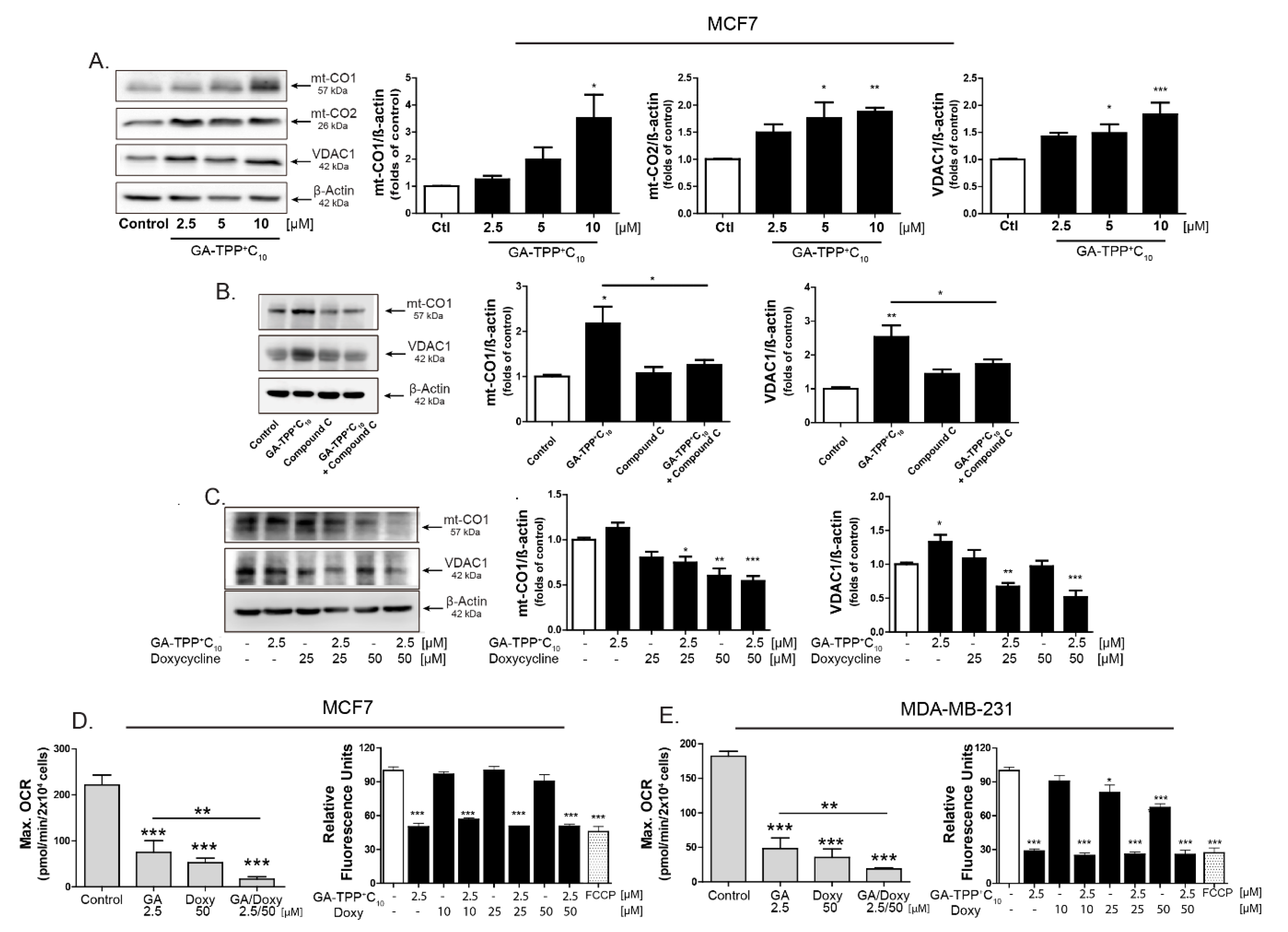 Cells 09 00407 g007 Cells 09 00407 g007