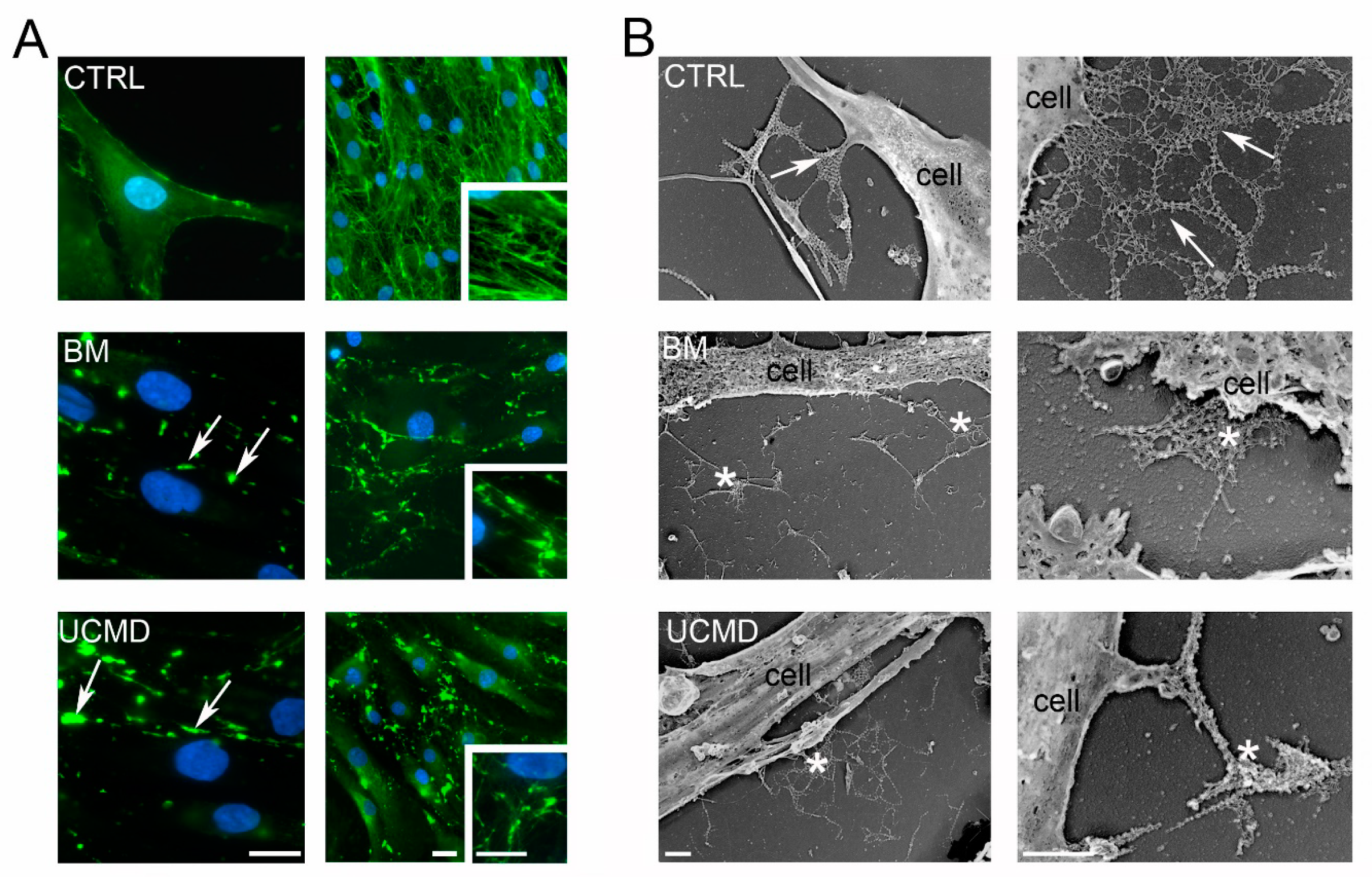 Cells 09 00409 g001 Cells 09 00409 g001