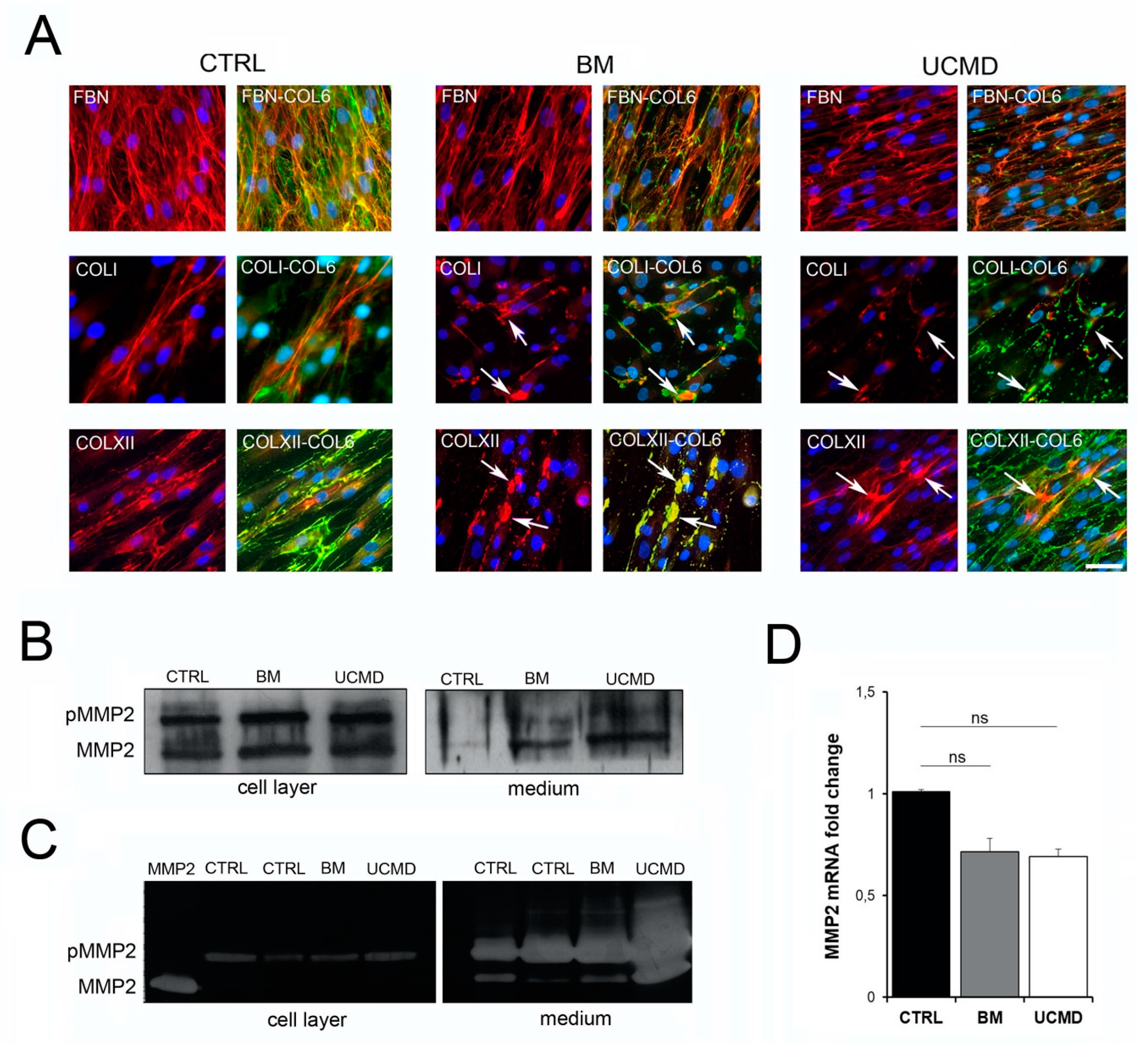 Cells 09 00409 g004 Cells 09 00409 g004