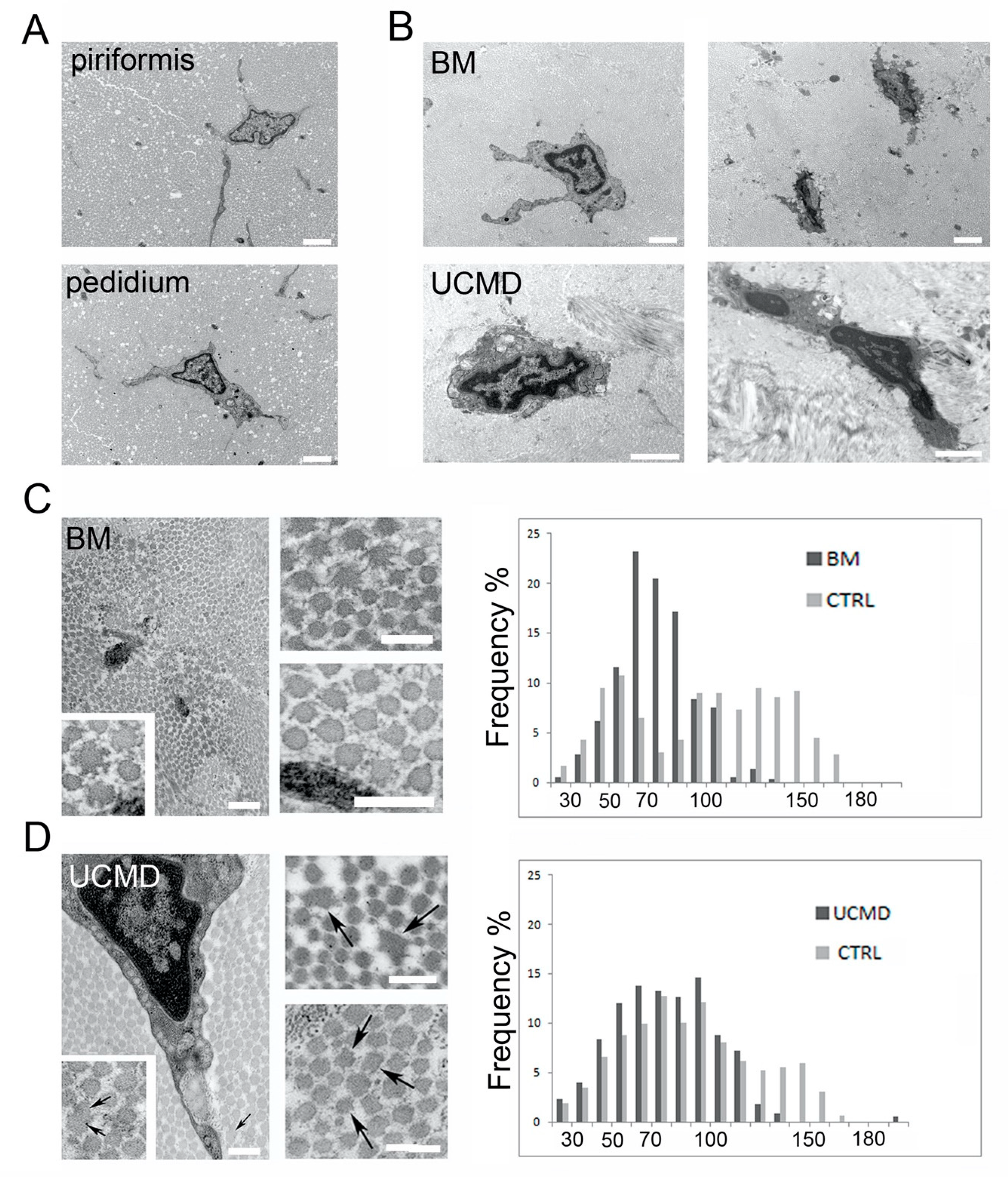 Cells 09 00409 g005 Cells 09 00409 g005
