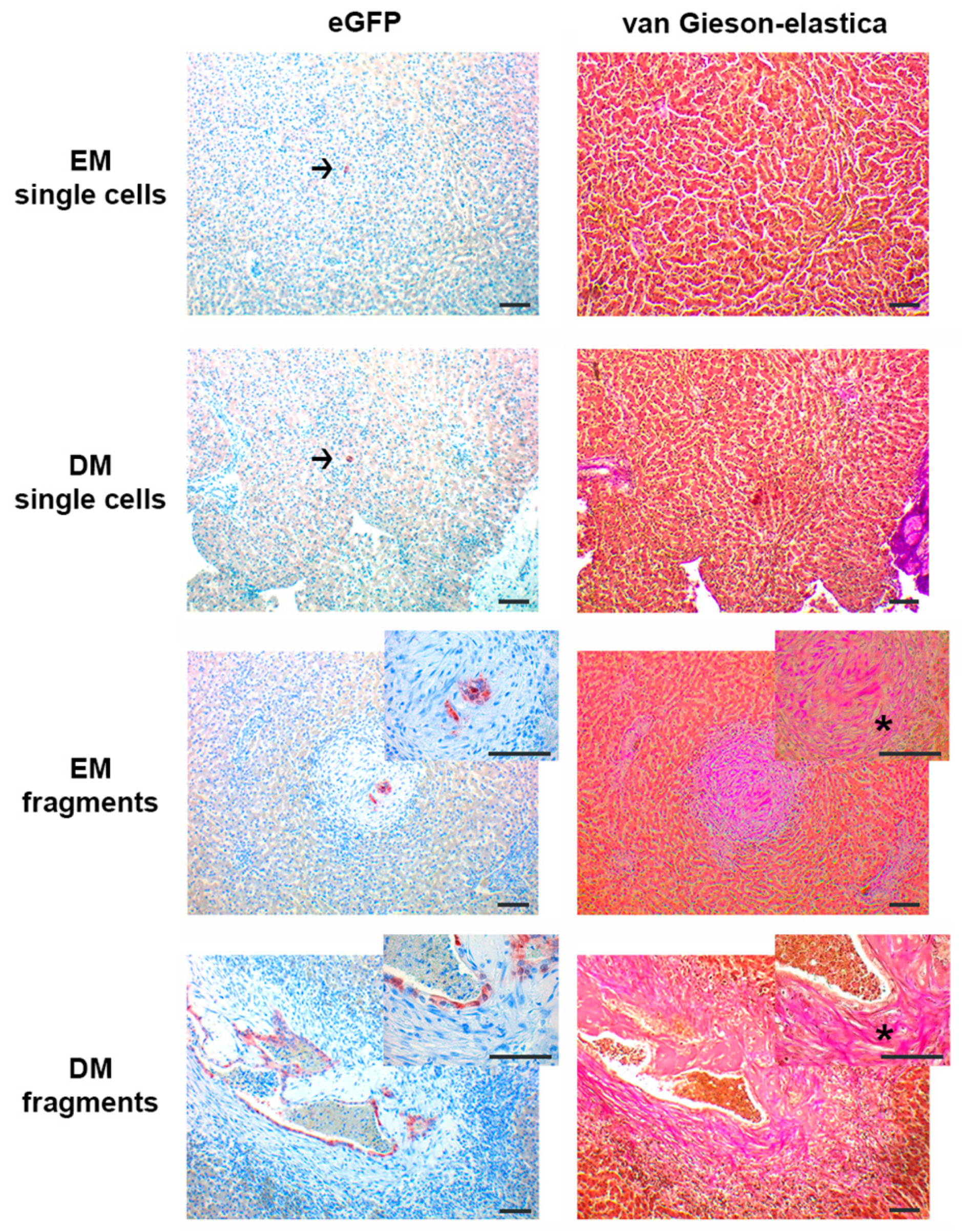 Cells 09 00410 g002 Cells 09 00410 g002