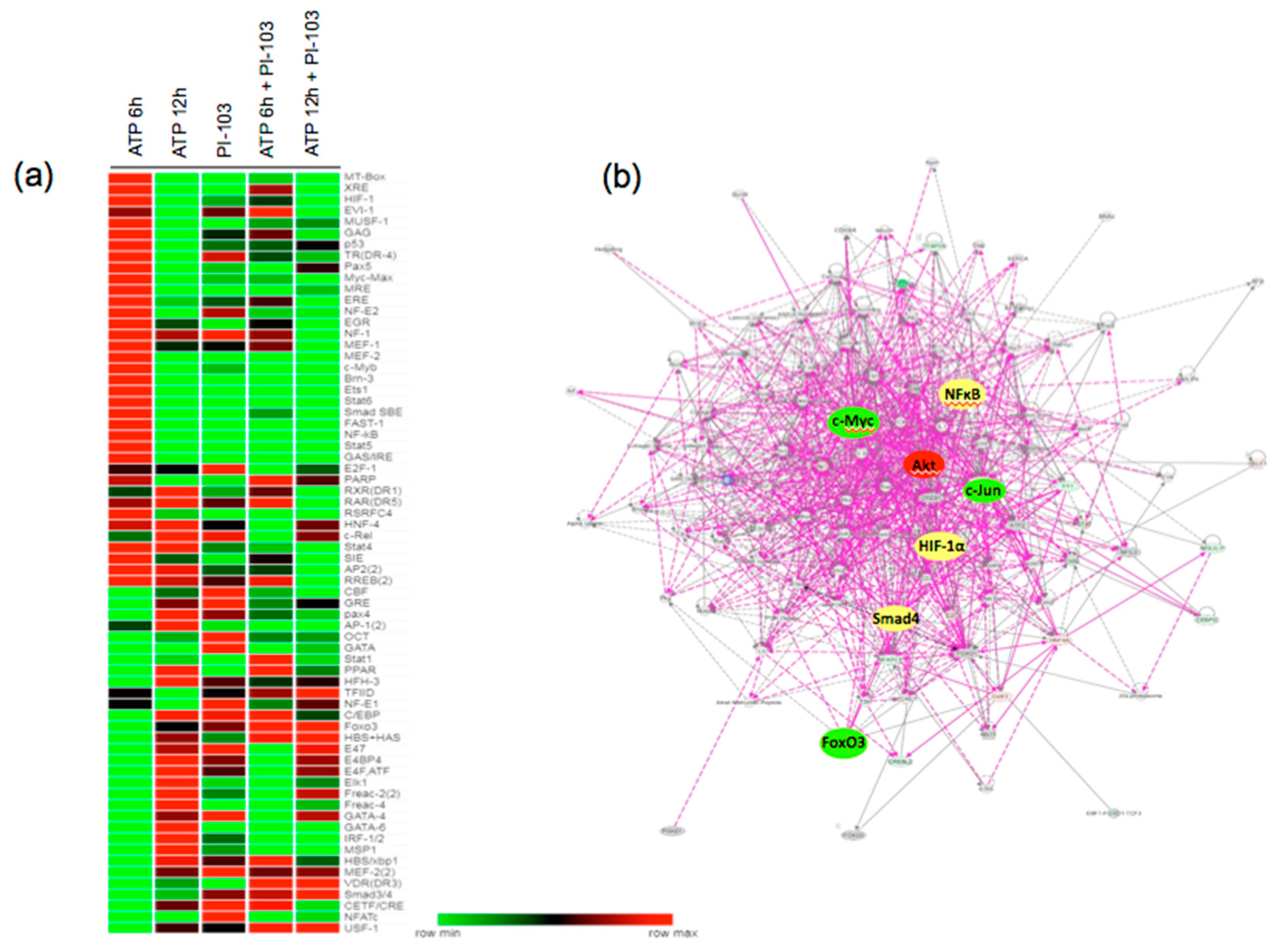 Cells 09 00416 g003 Cells 09 00416 g003
