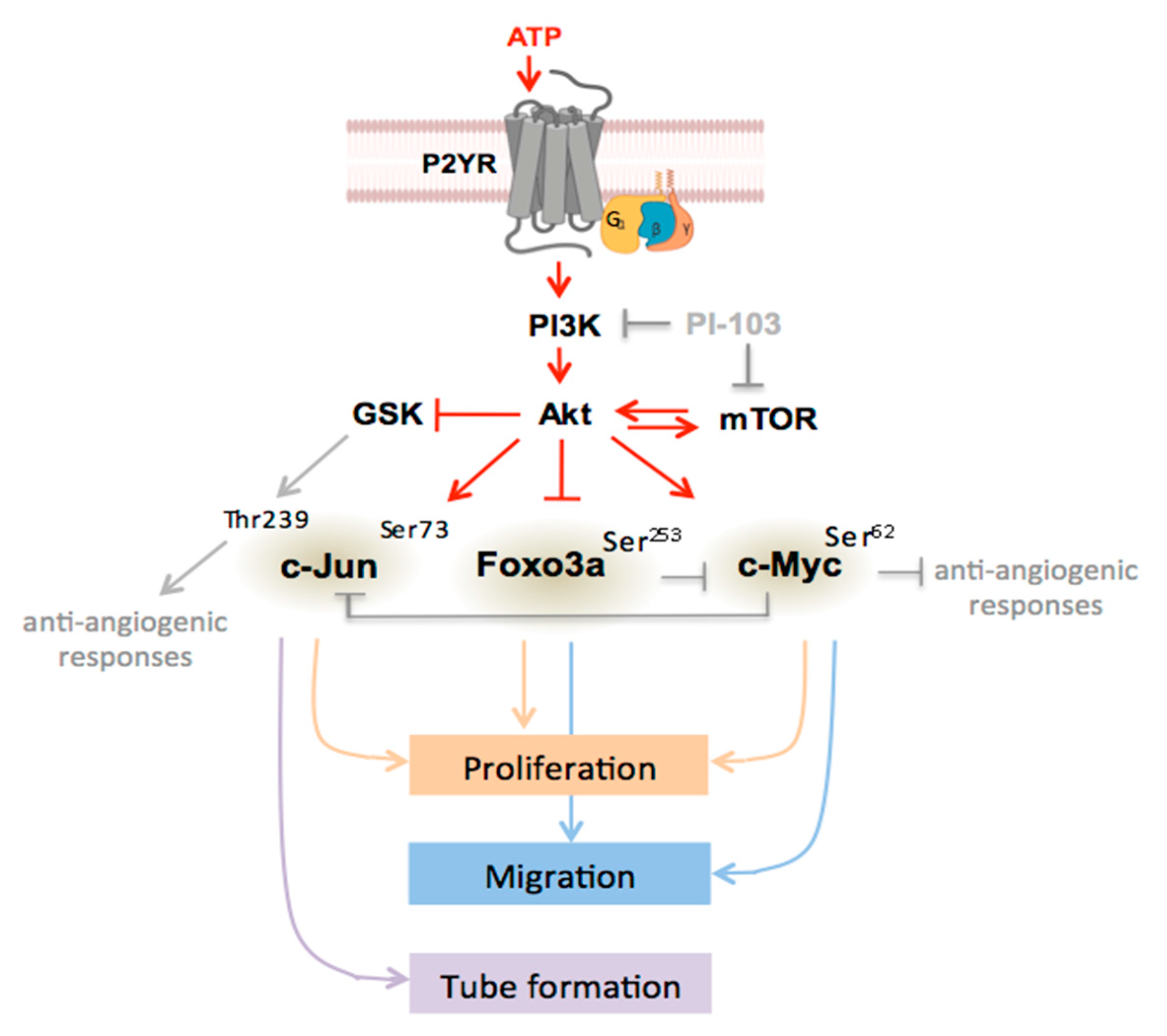 Cells 09 00416 g007 Cells 09 00416 g007