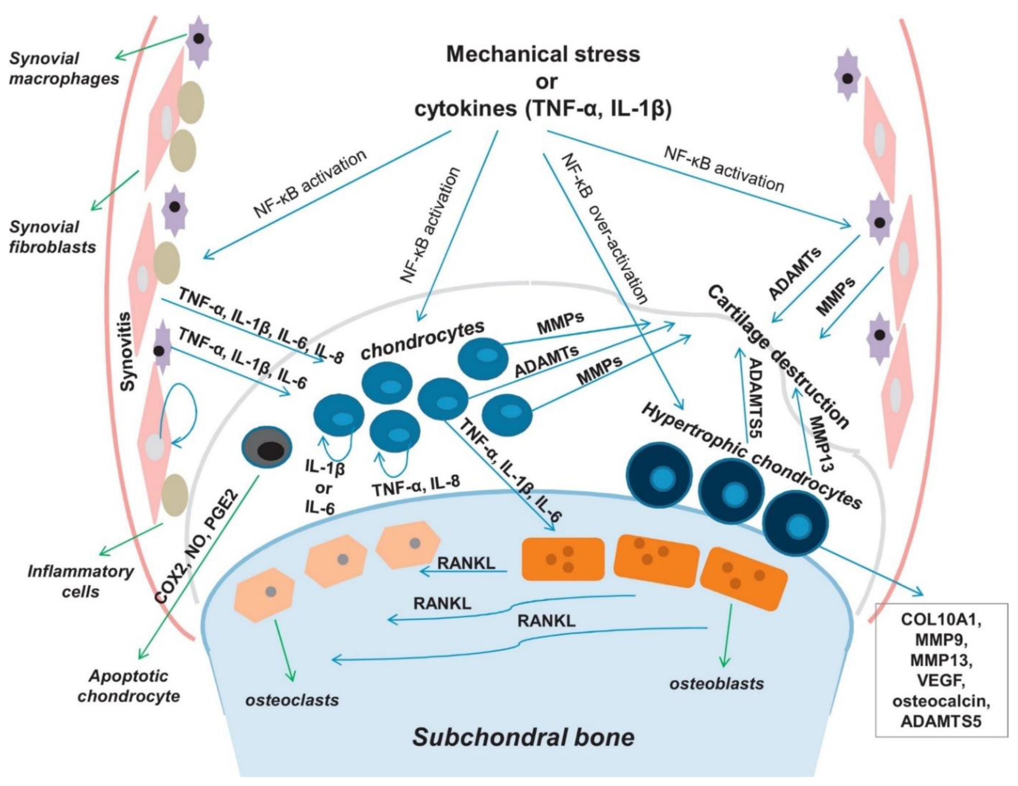 Cells 09 00419 g001 Cells 09 00419 g001