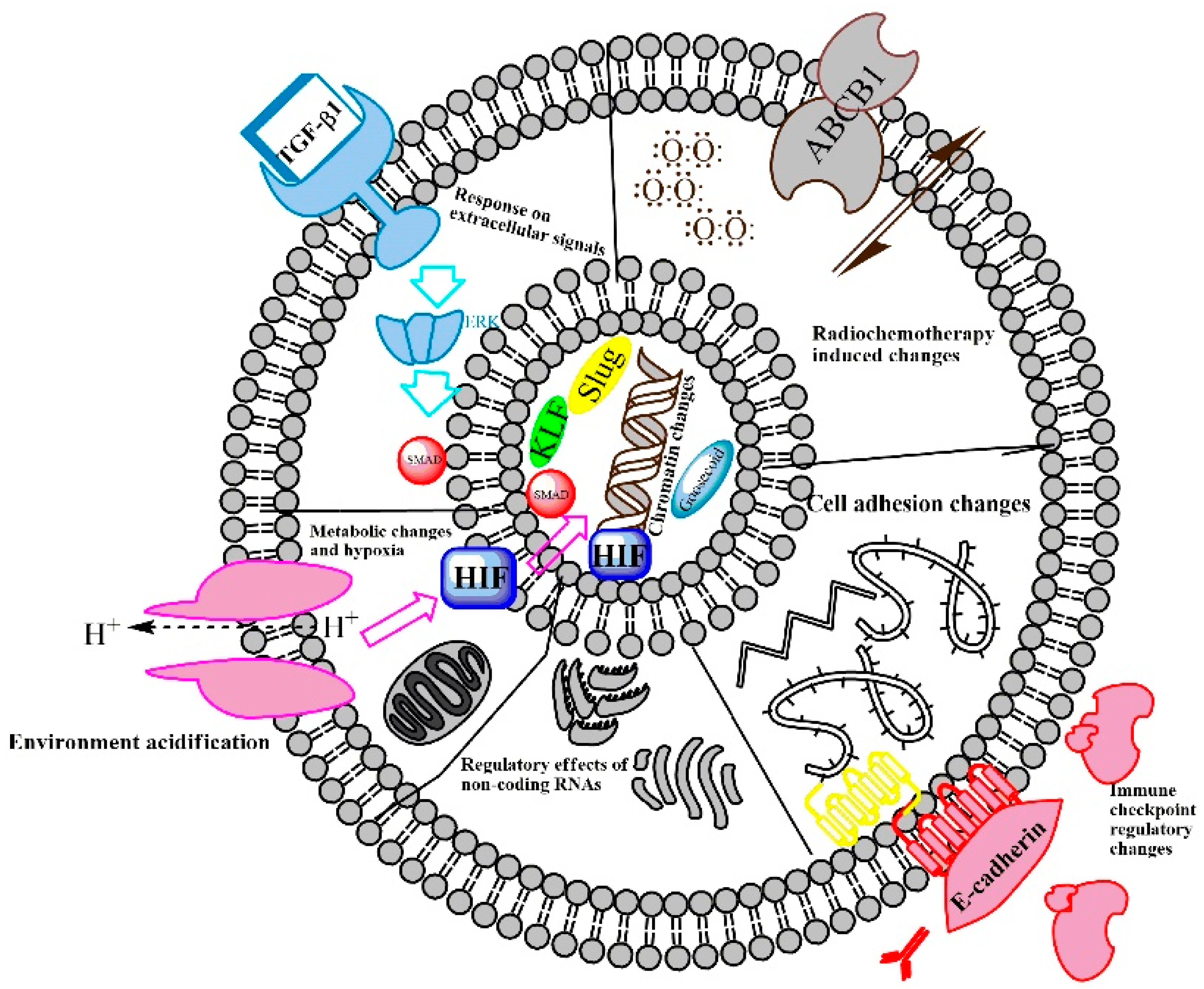 Cells 09 00428 g001 Cells 09 00428 g001