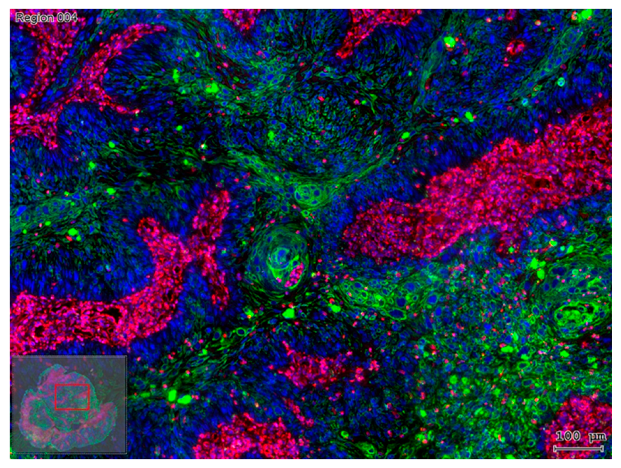Cells 09 00428 g003 Cells 09 00428 g003