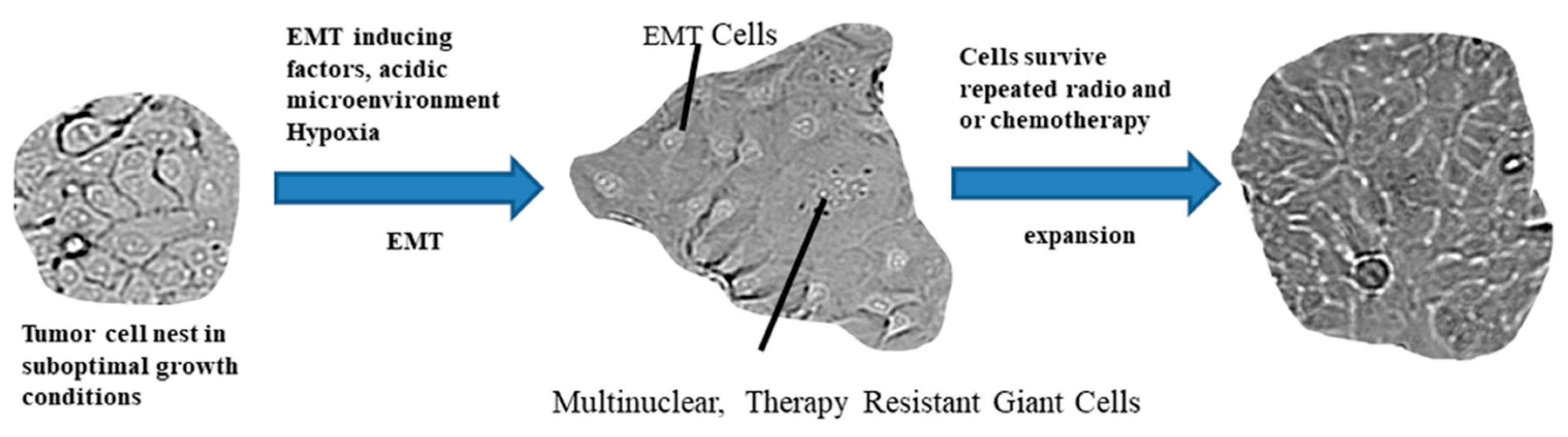 Cells 09 00428 g004 Cells 09 00428 g004