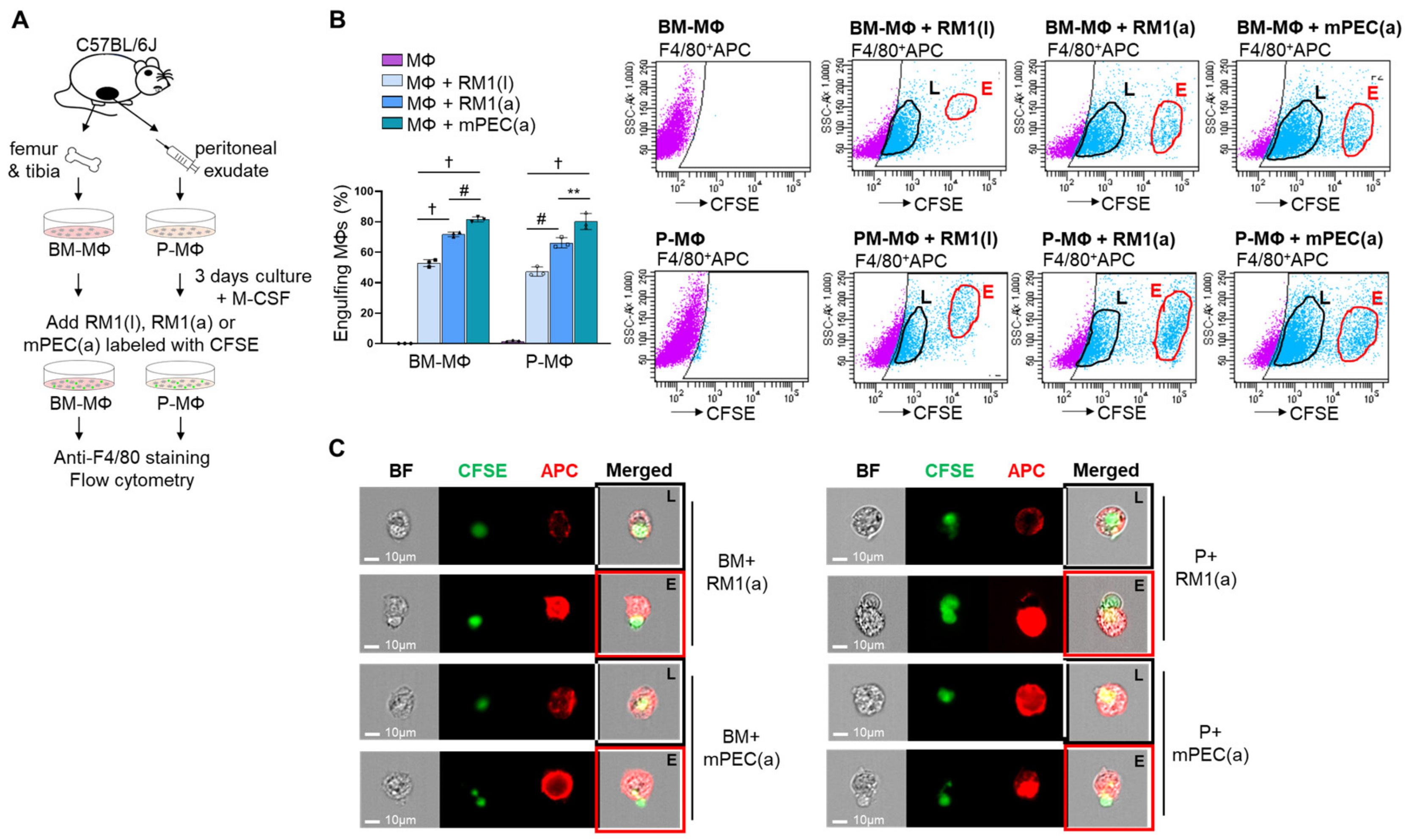 Cells 09 00429 g001 Cells 09 00429 g001