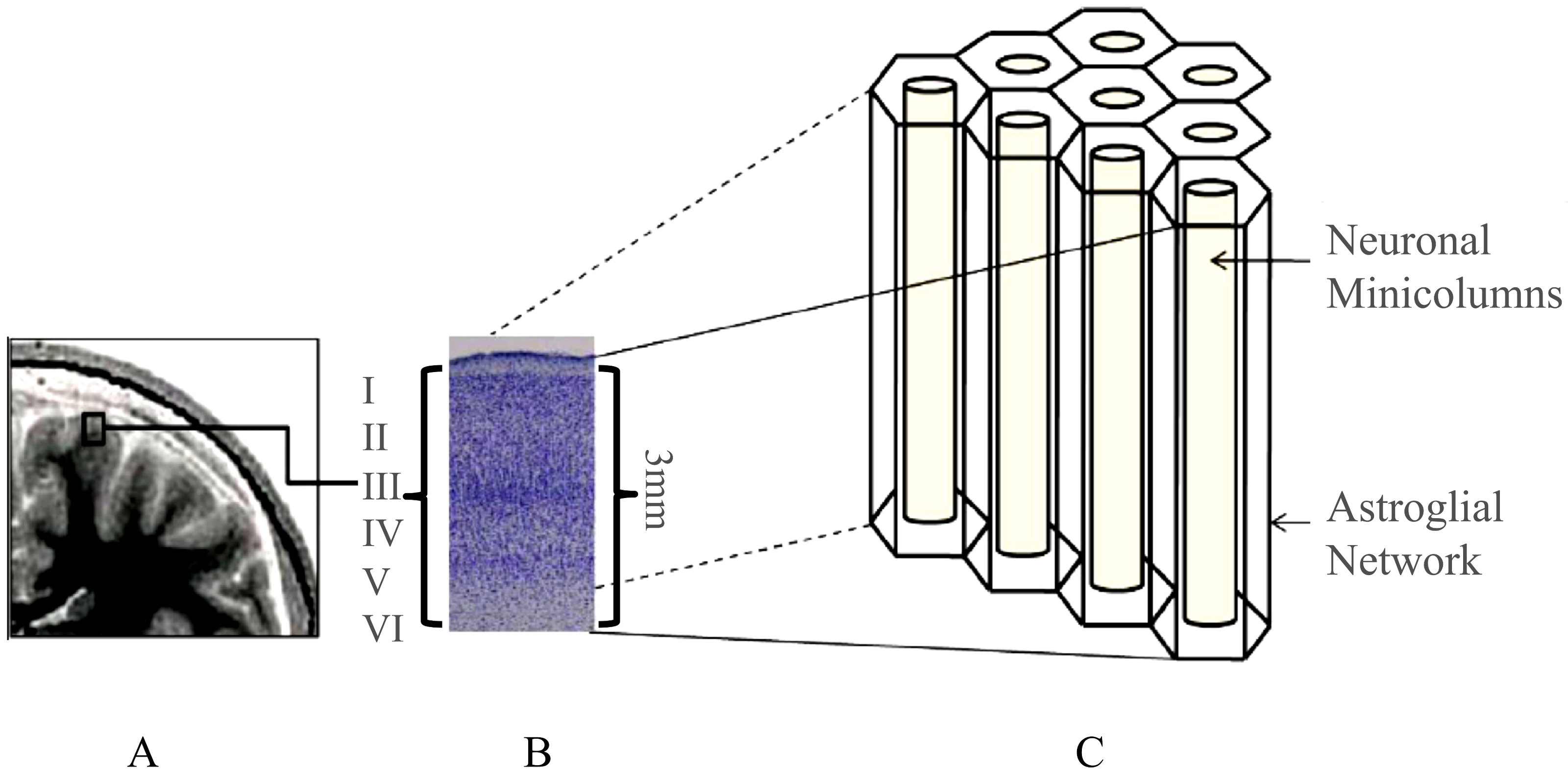 Cells 09 00439 g001