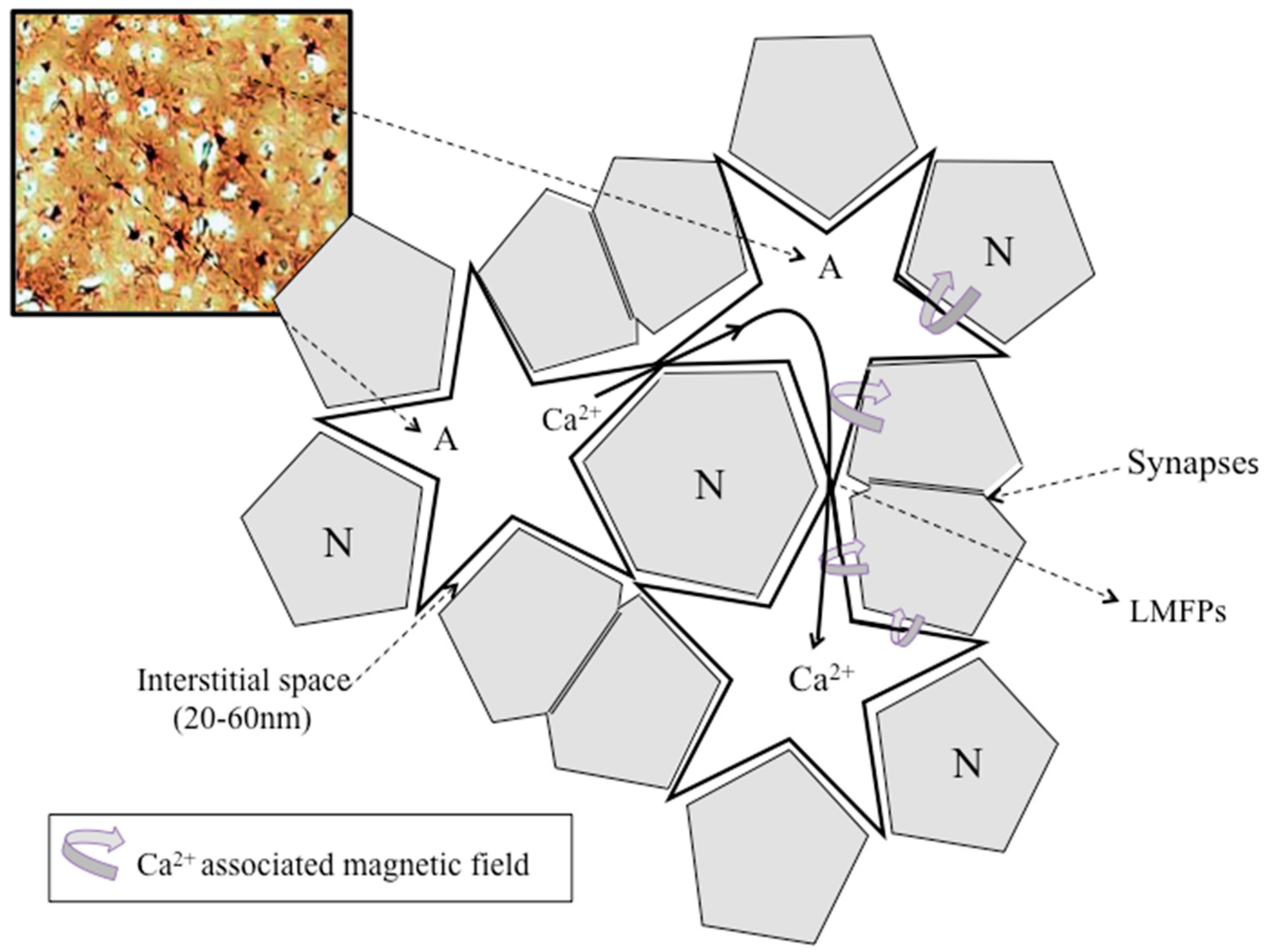 Cells 09 00439 g004