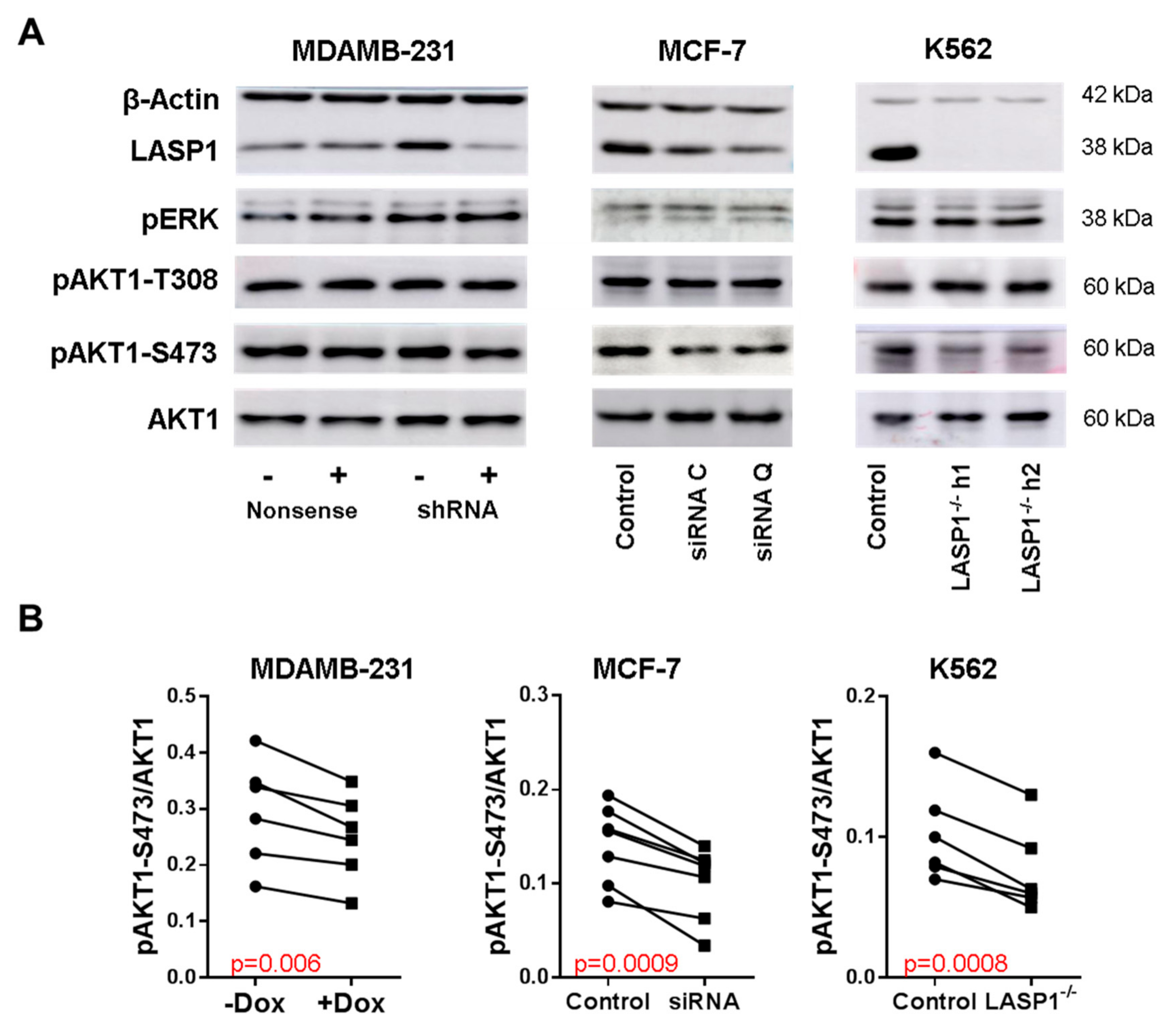 Cells 09 00444 g001 Cells 09 00444 g001