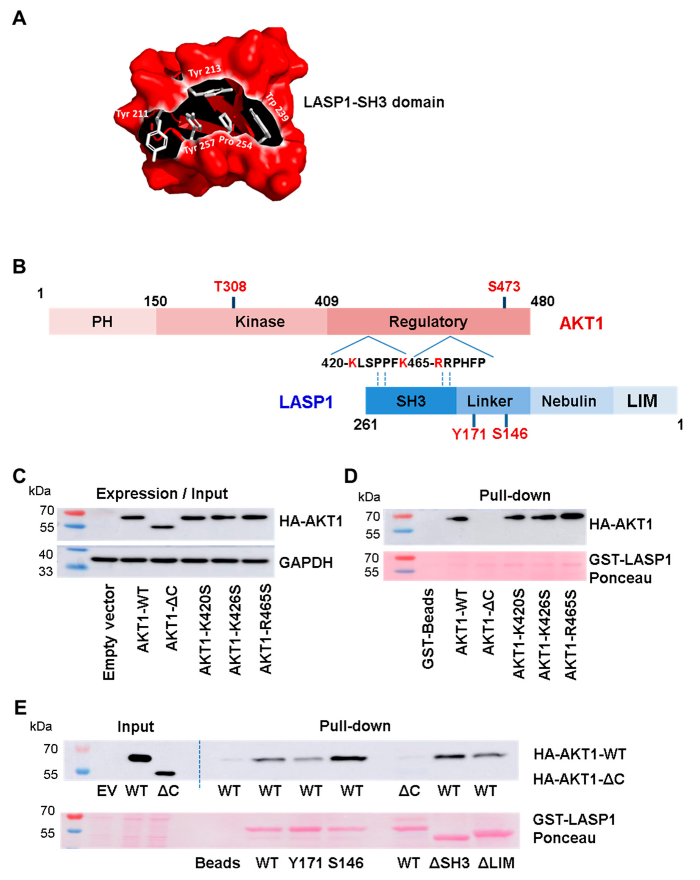 Cells 09 00444 g003 Cells 09 00444 g003