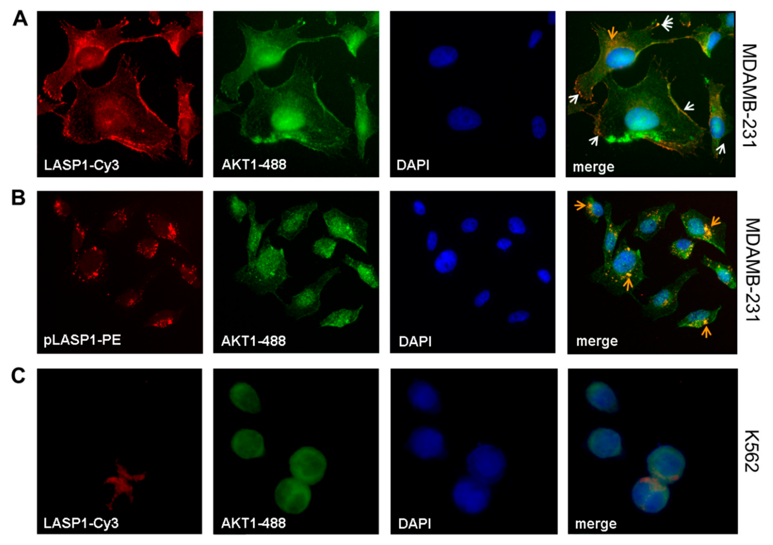 Cells 09 00444 g004 Cells 09 00444 g004