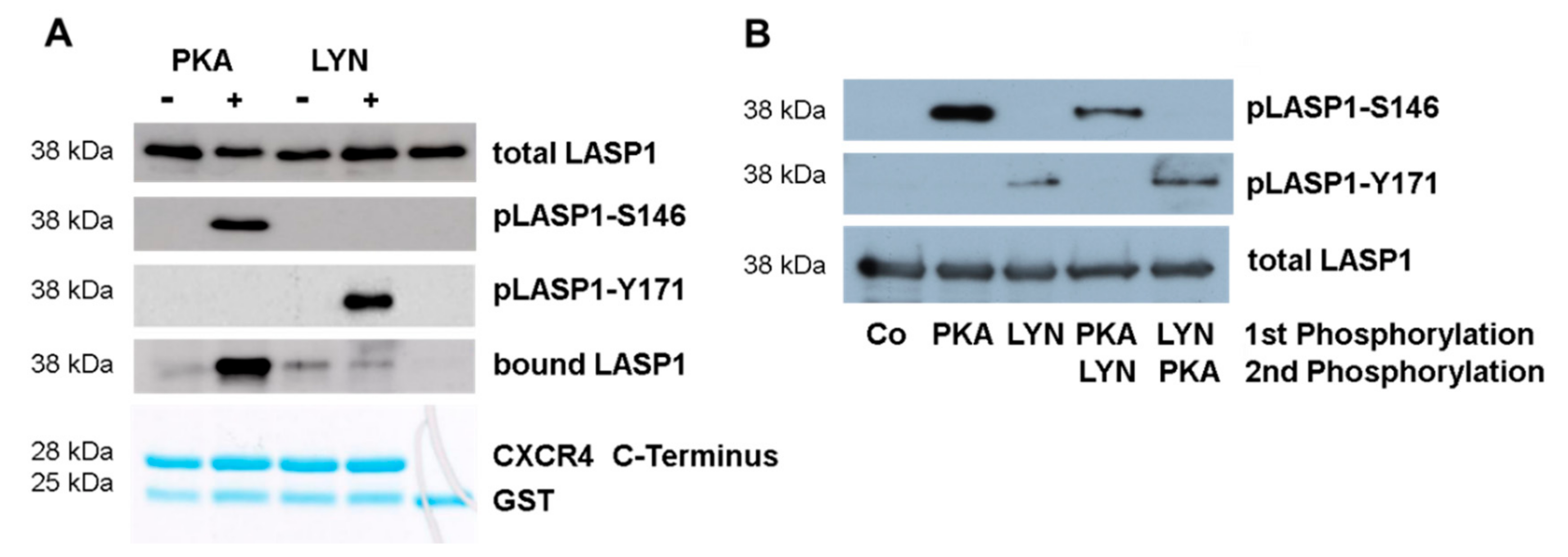Cells 09 00444 g005 Cells 09 00444 g005